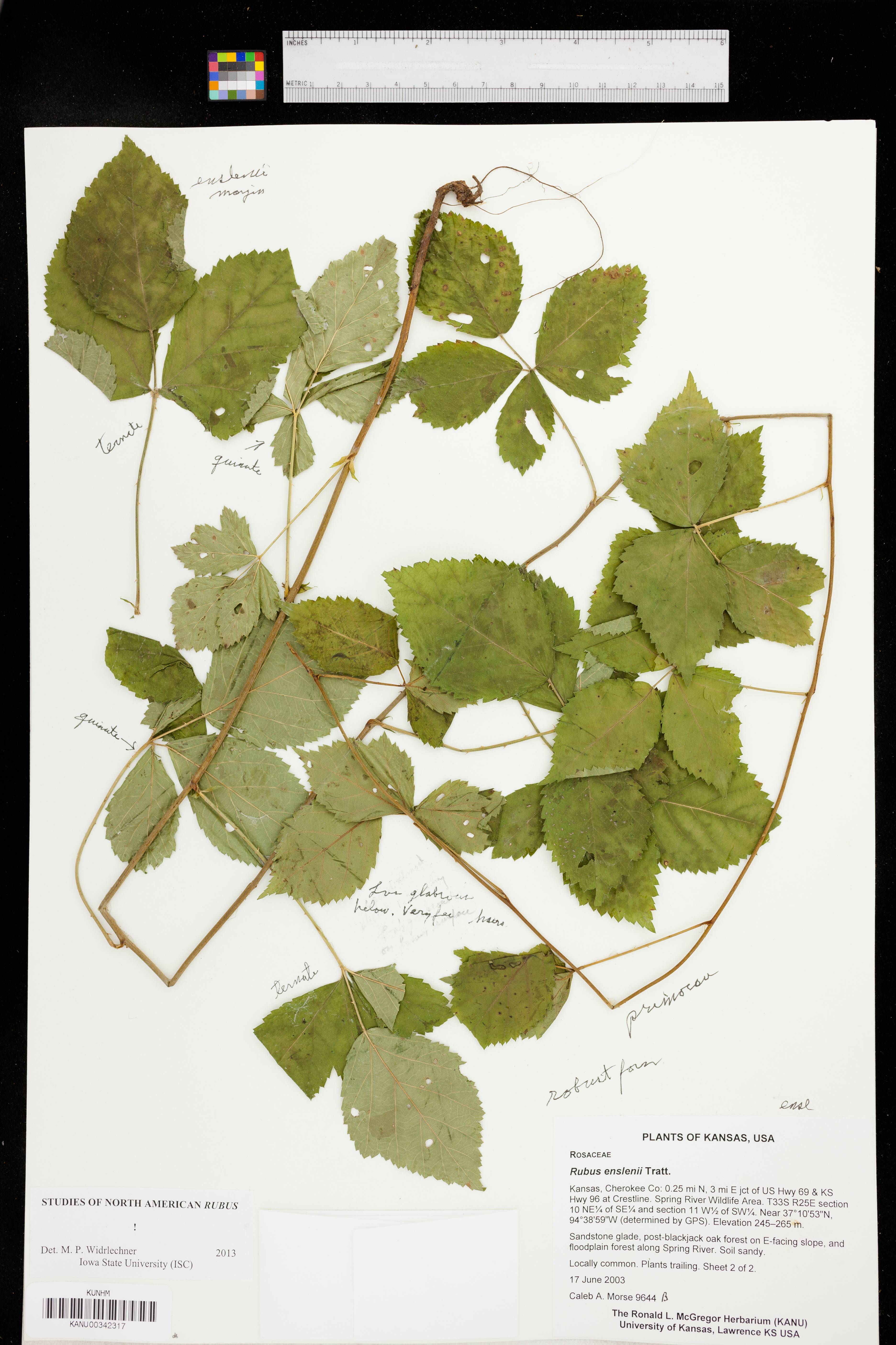 Rubus enslenii image