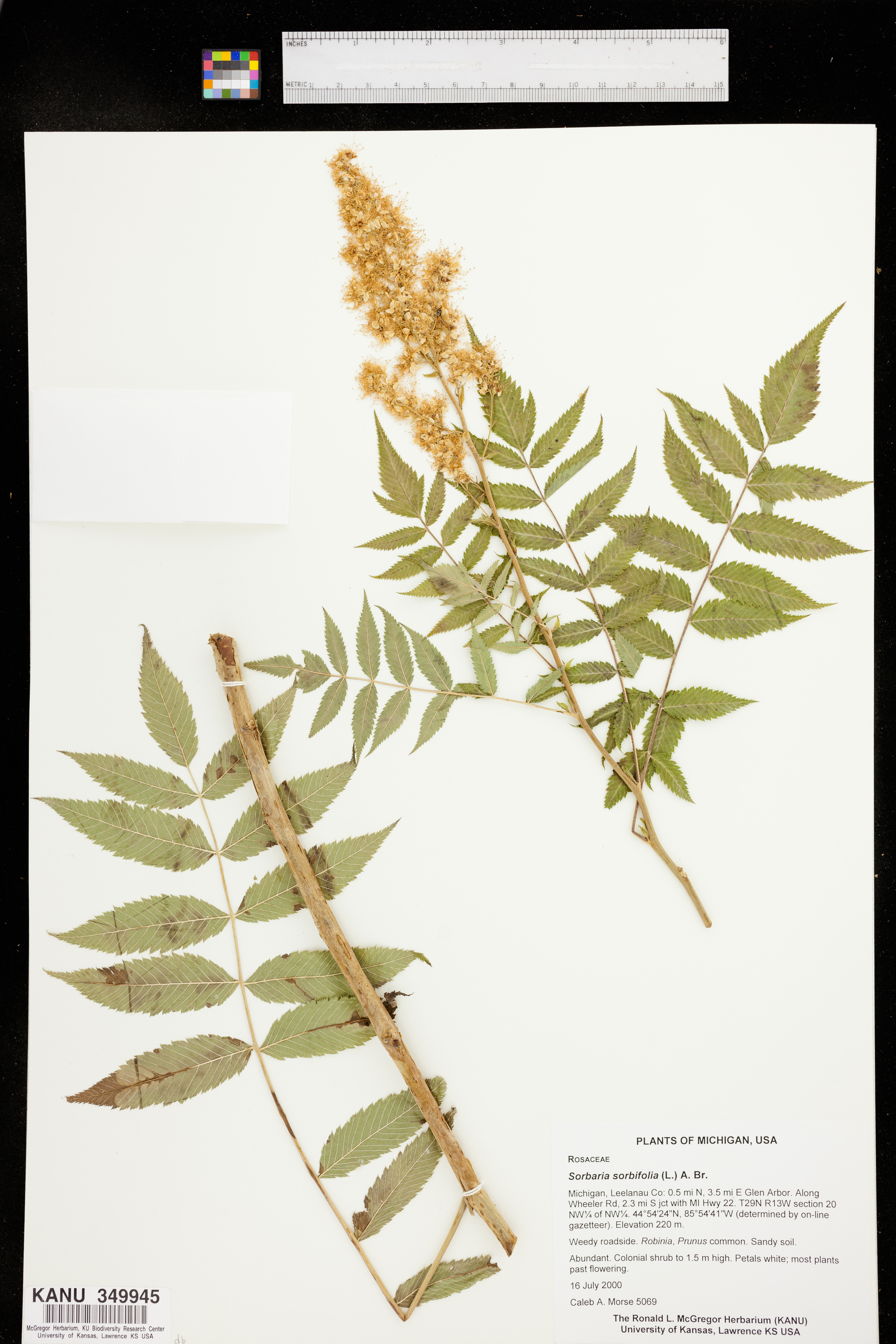 Sorbaria sorbifolia image