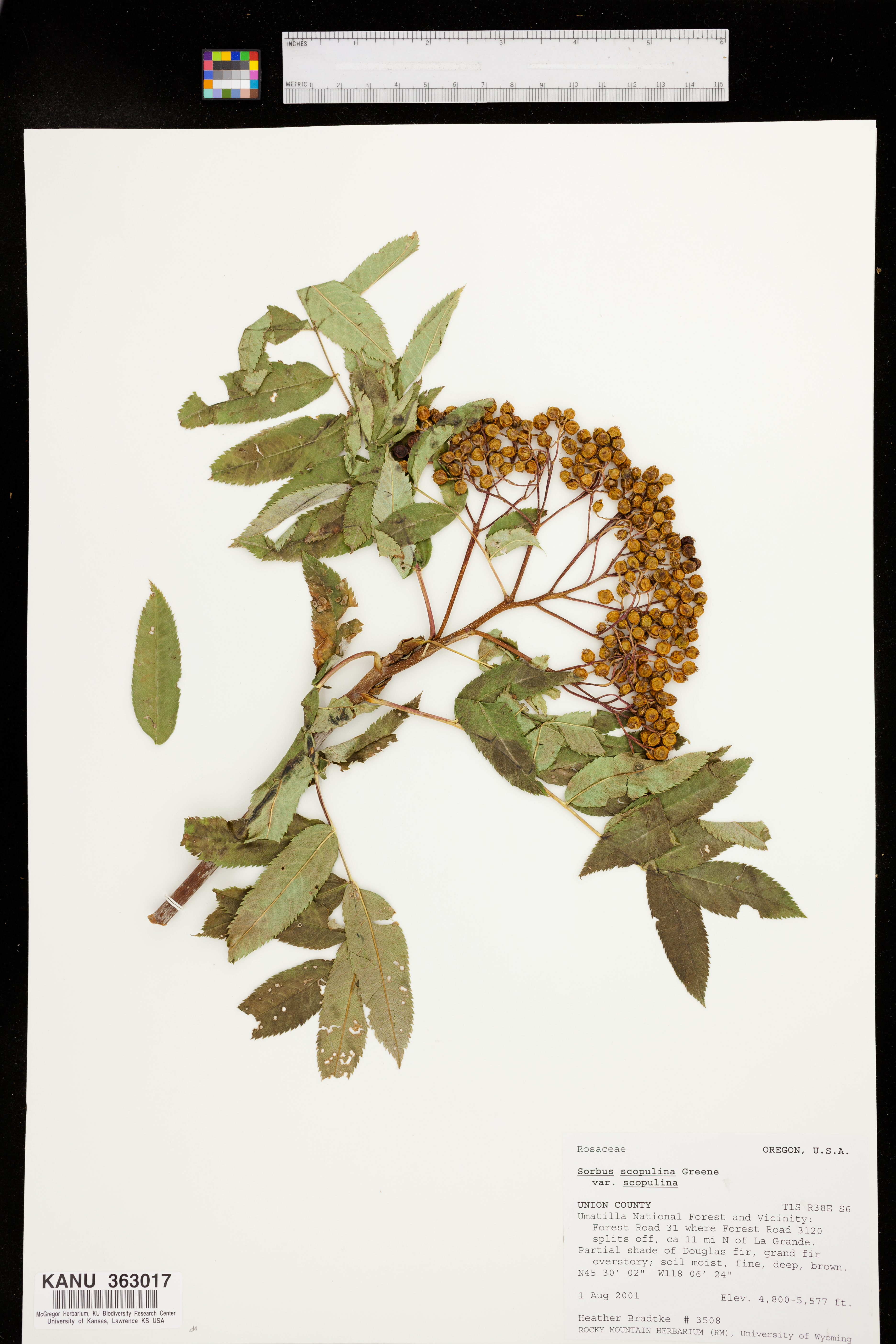 Sorbus scopulina var. scopulina image