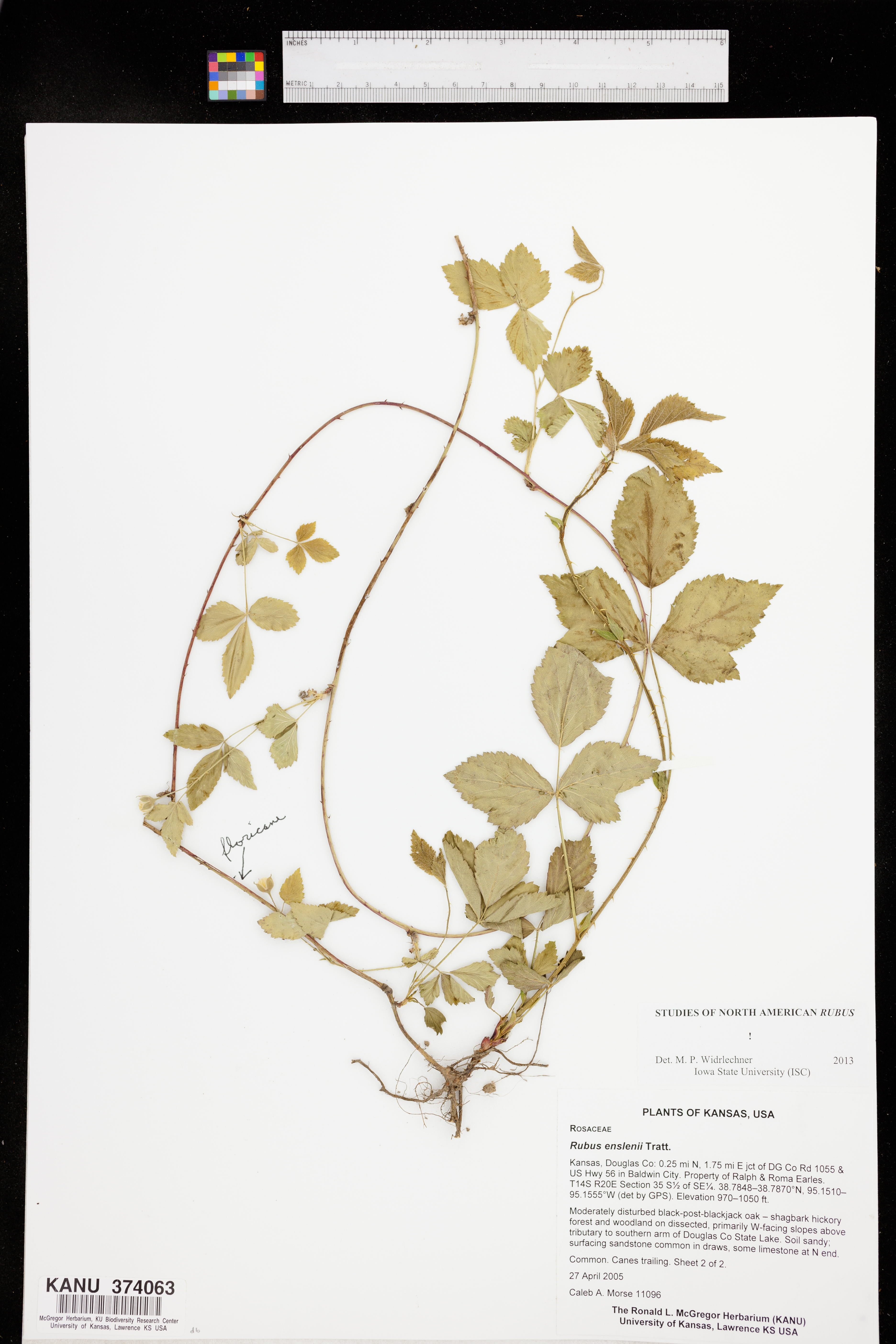 Rubus enslenii image