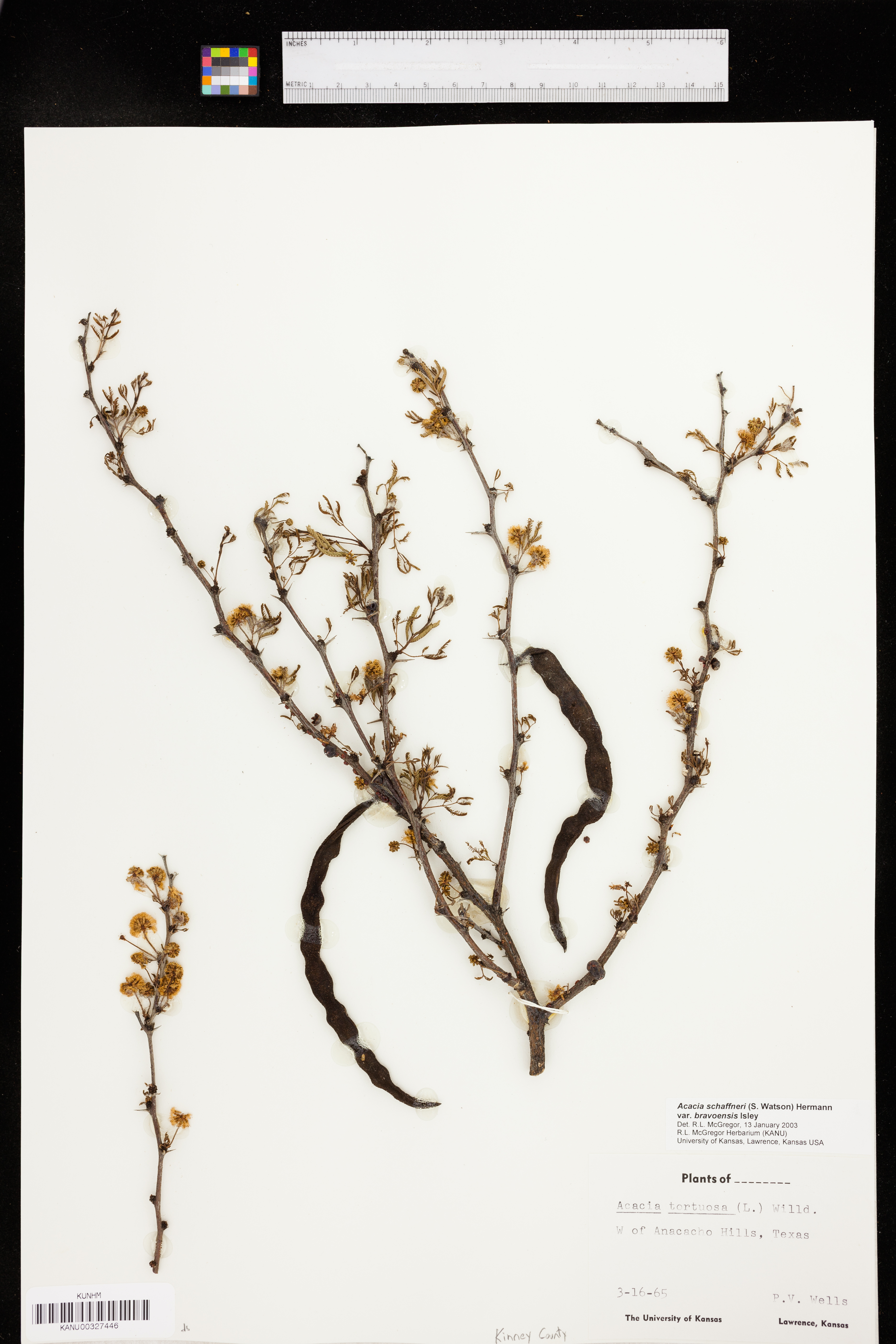 Acacia schaffneri var. bravoensis image