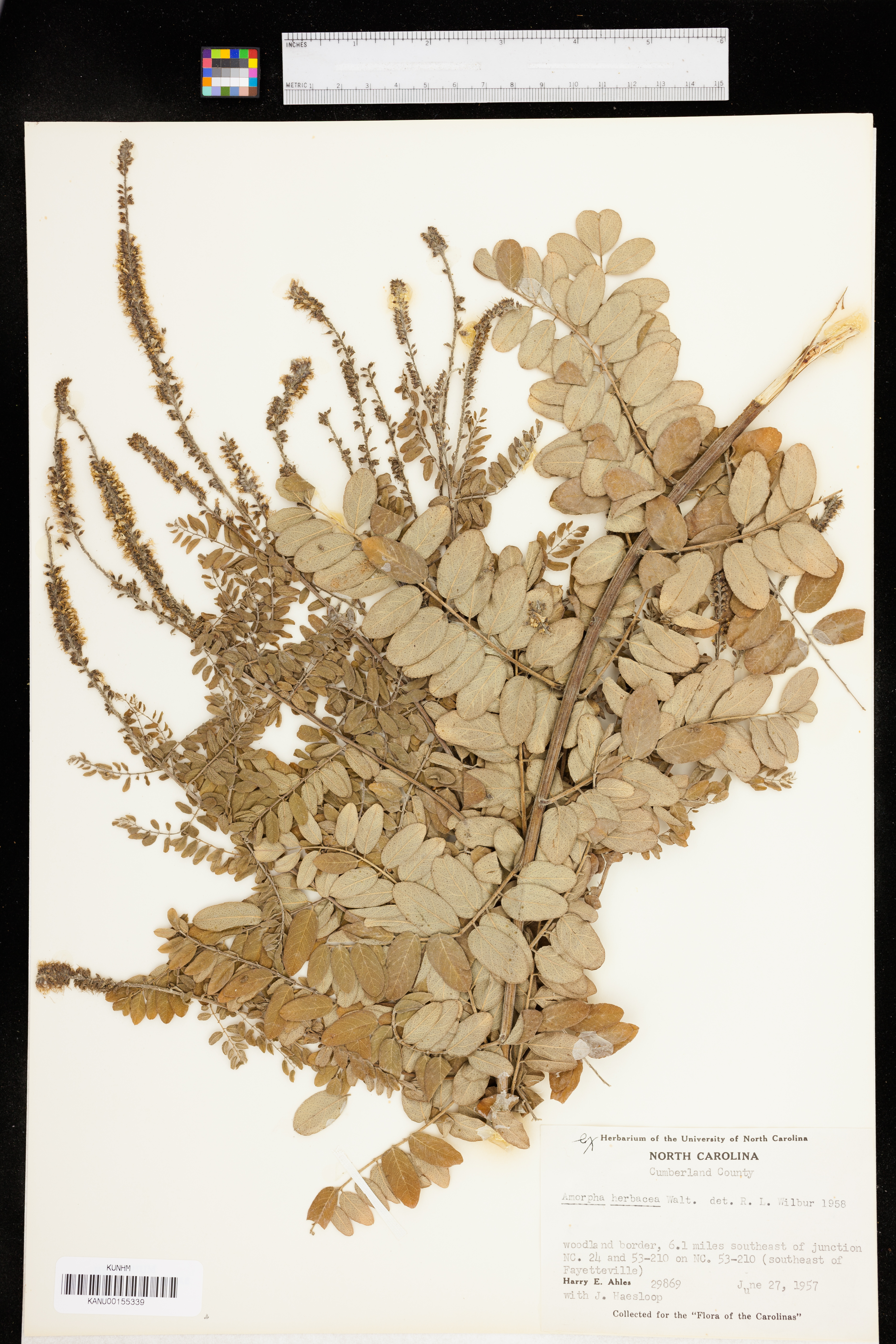 Amorpha herbacea image