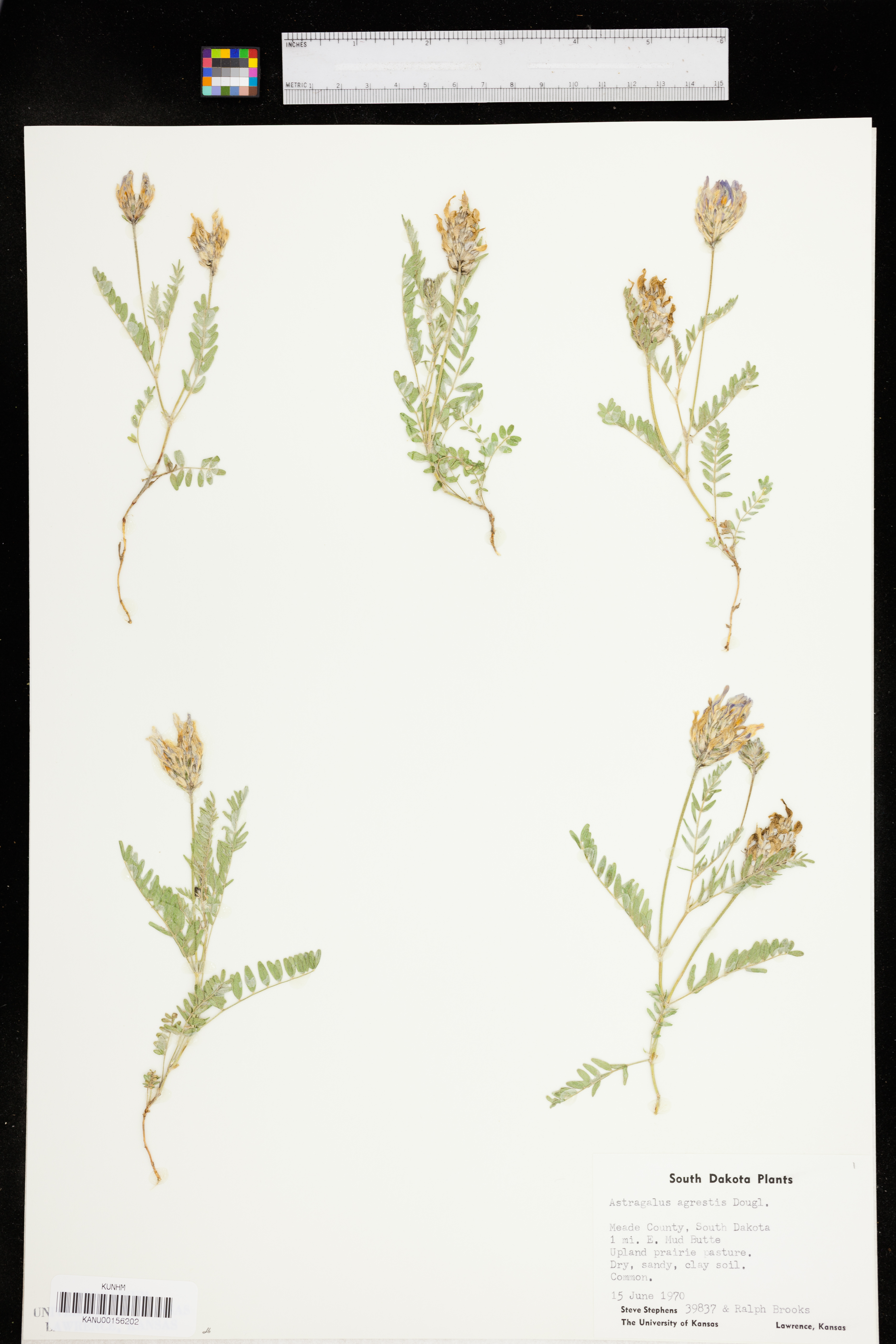 Astragalus agrestis image