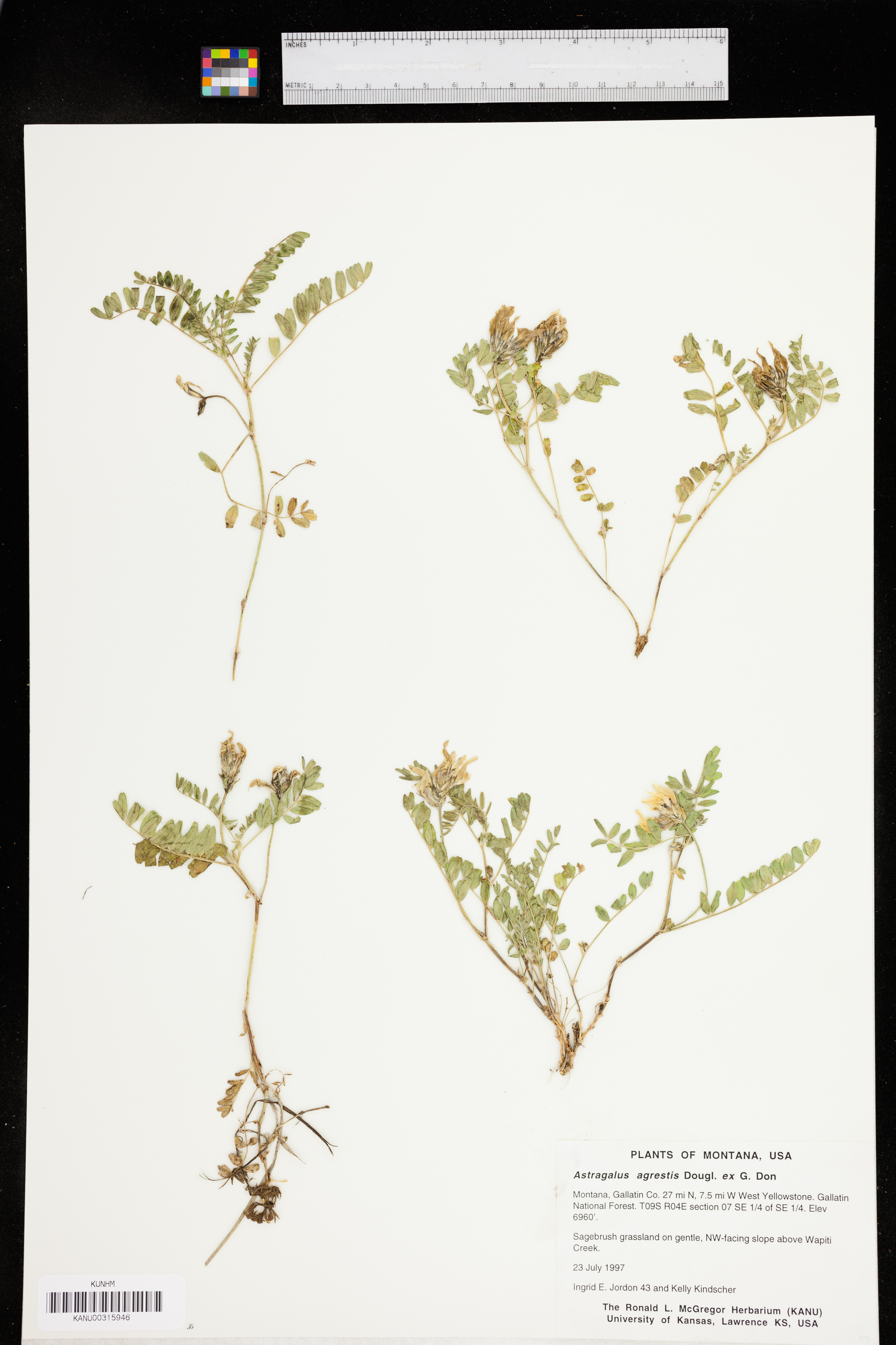 Astragalus agrestis image