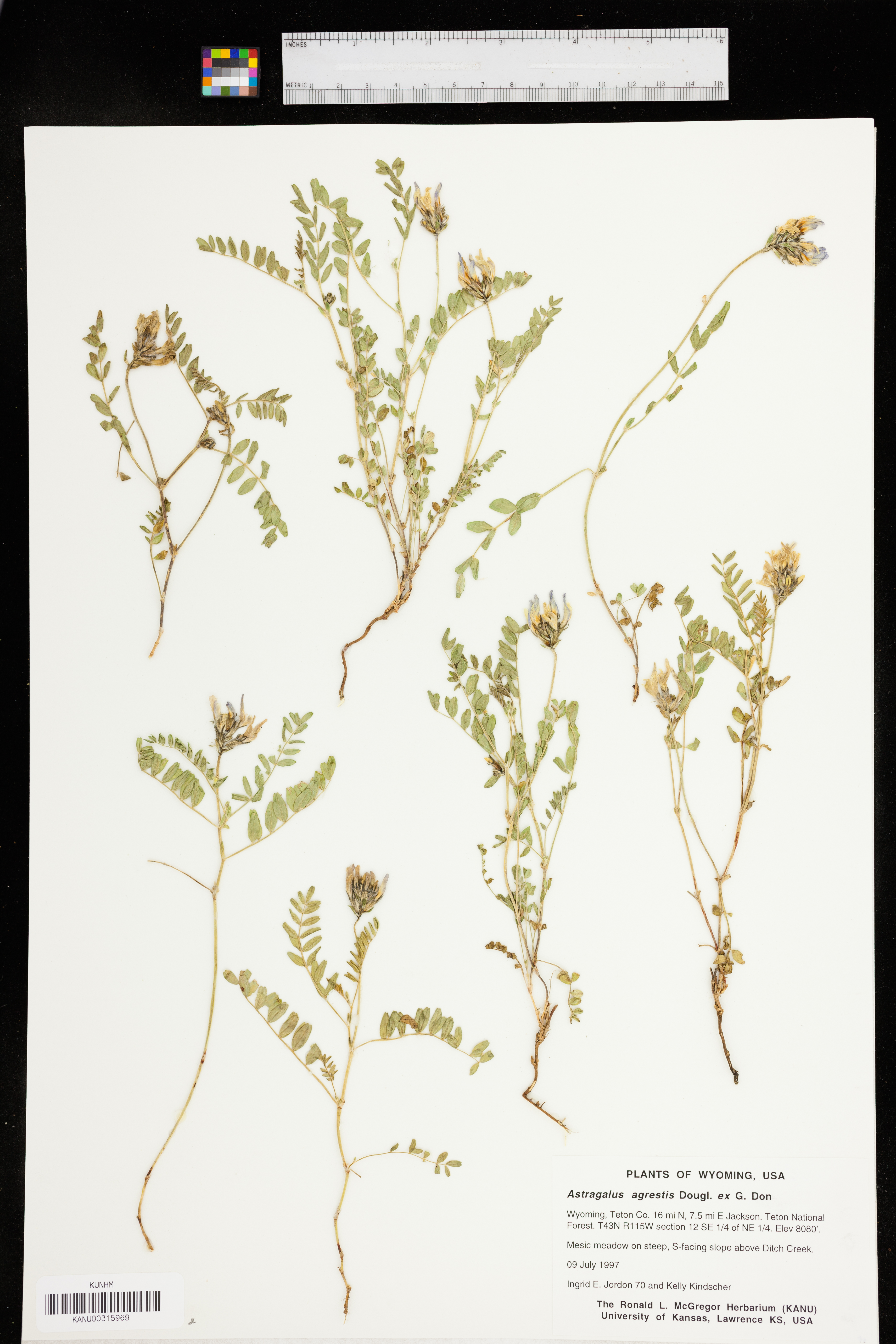 Astragalus agrestis image