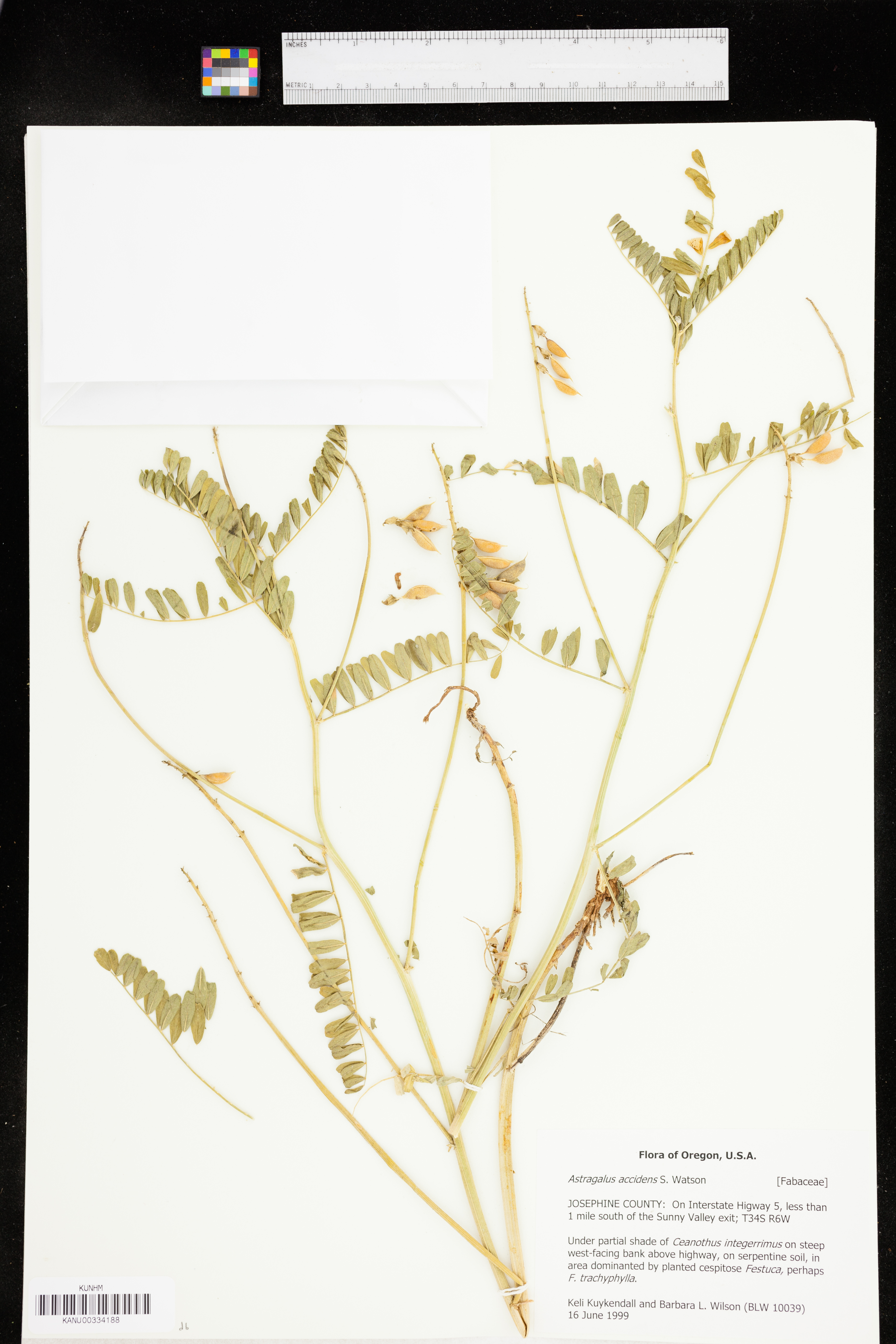 Astragalus accidens image