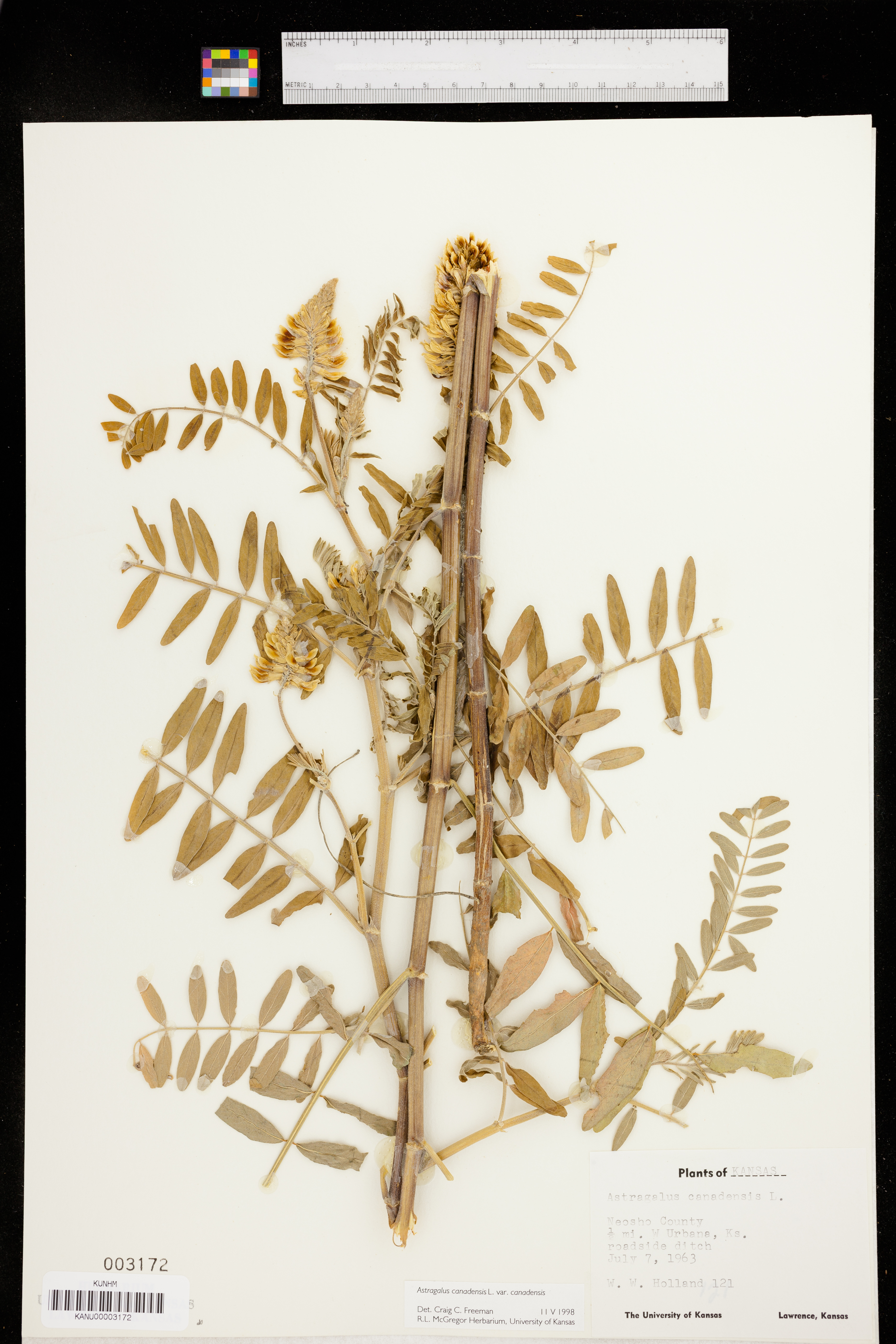 Astragalus canadensis var. canadensis image