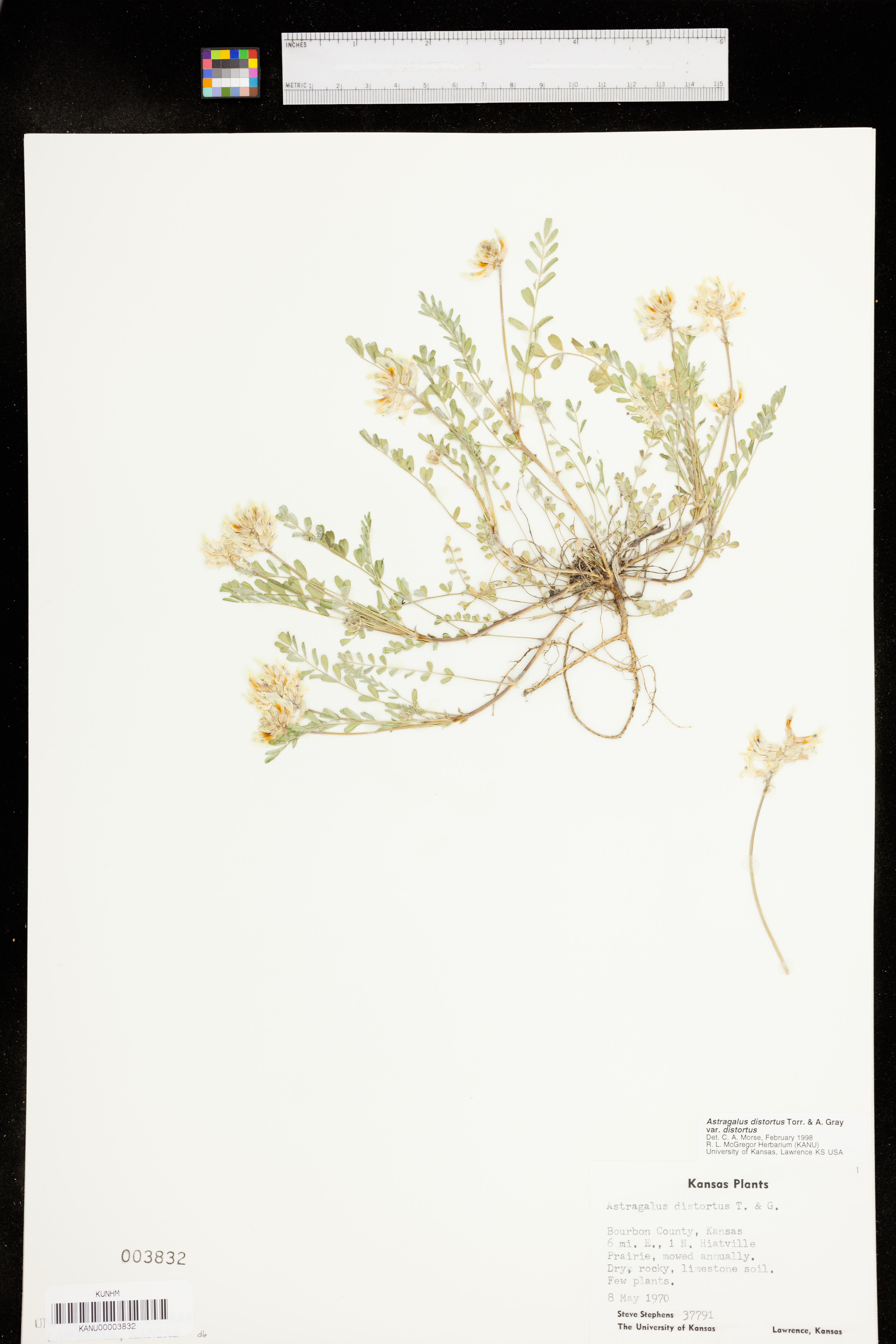 Astragalus distortus var. distortus image