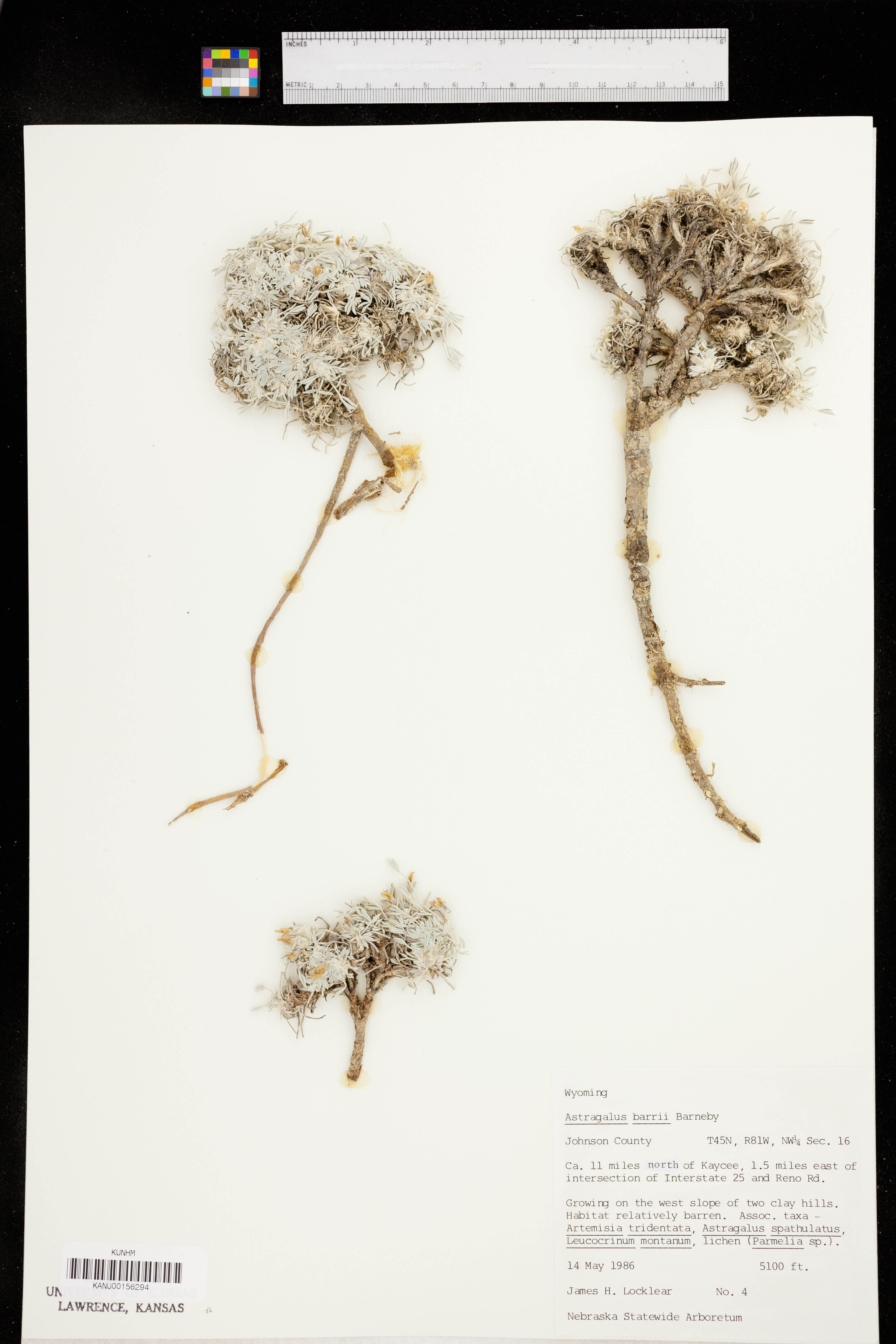 Astragalus barrii image