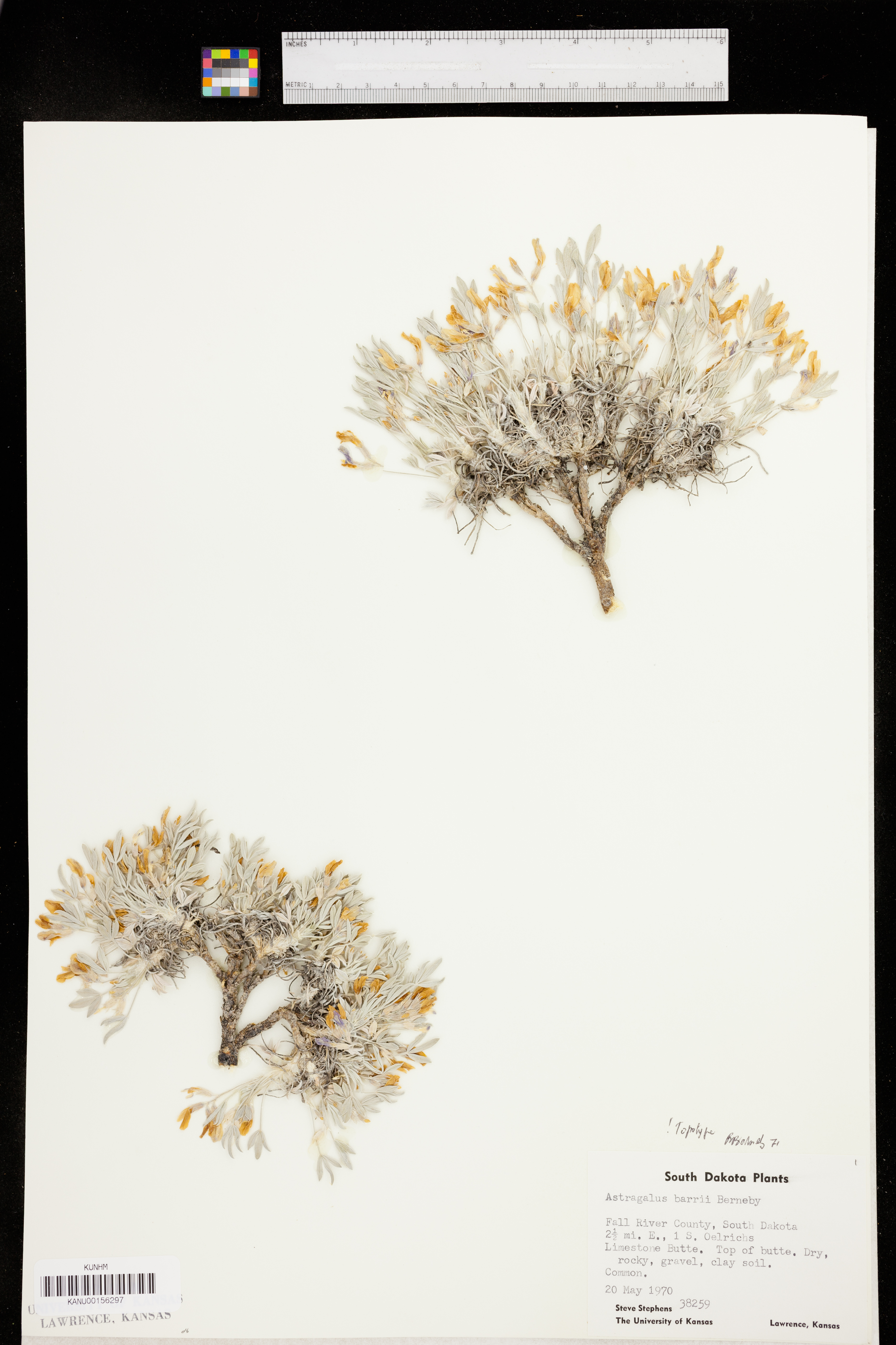 Astragalus barrii image