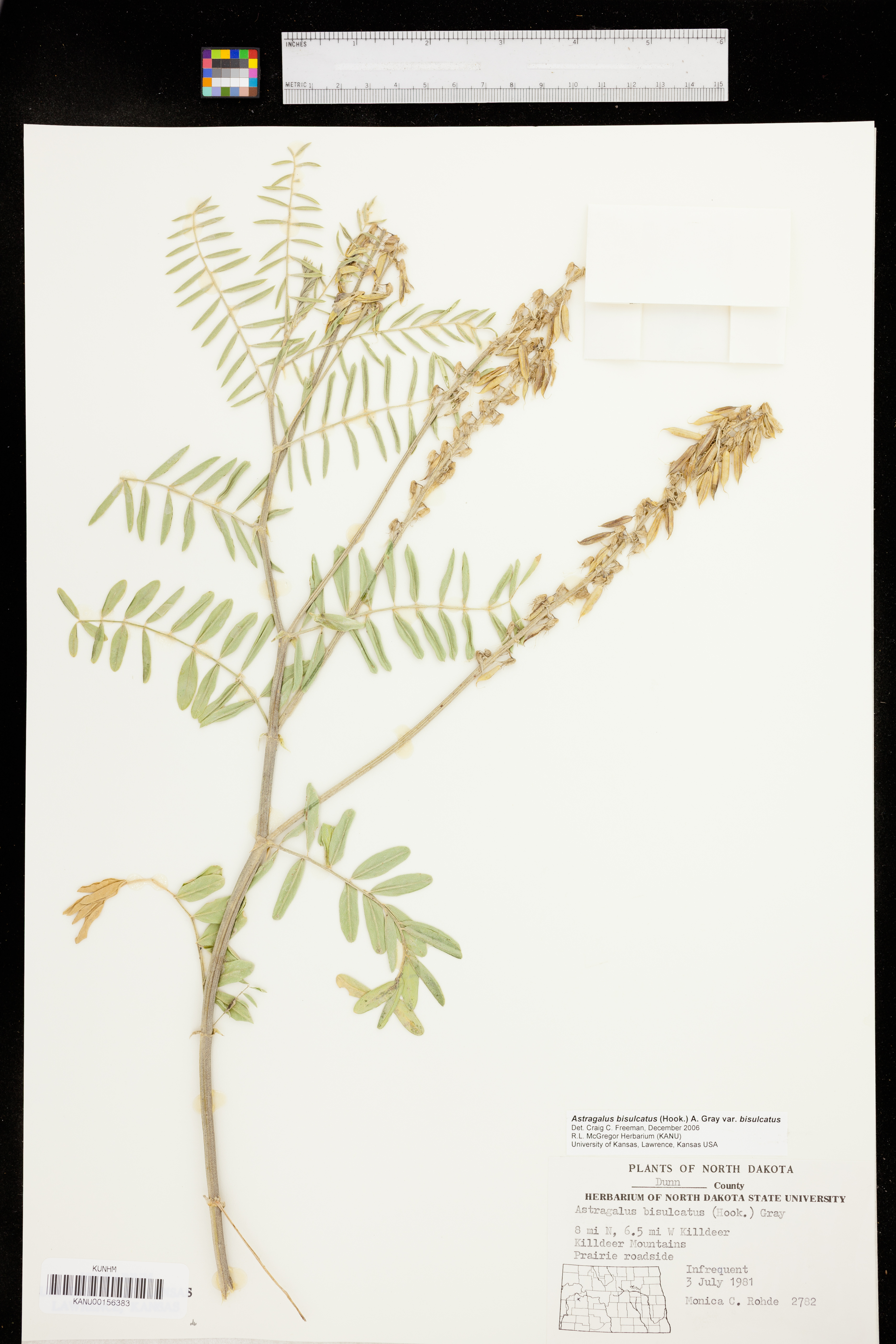 Astragalus bisulcatus var. bisulcatus image
