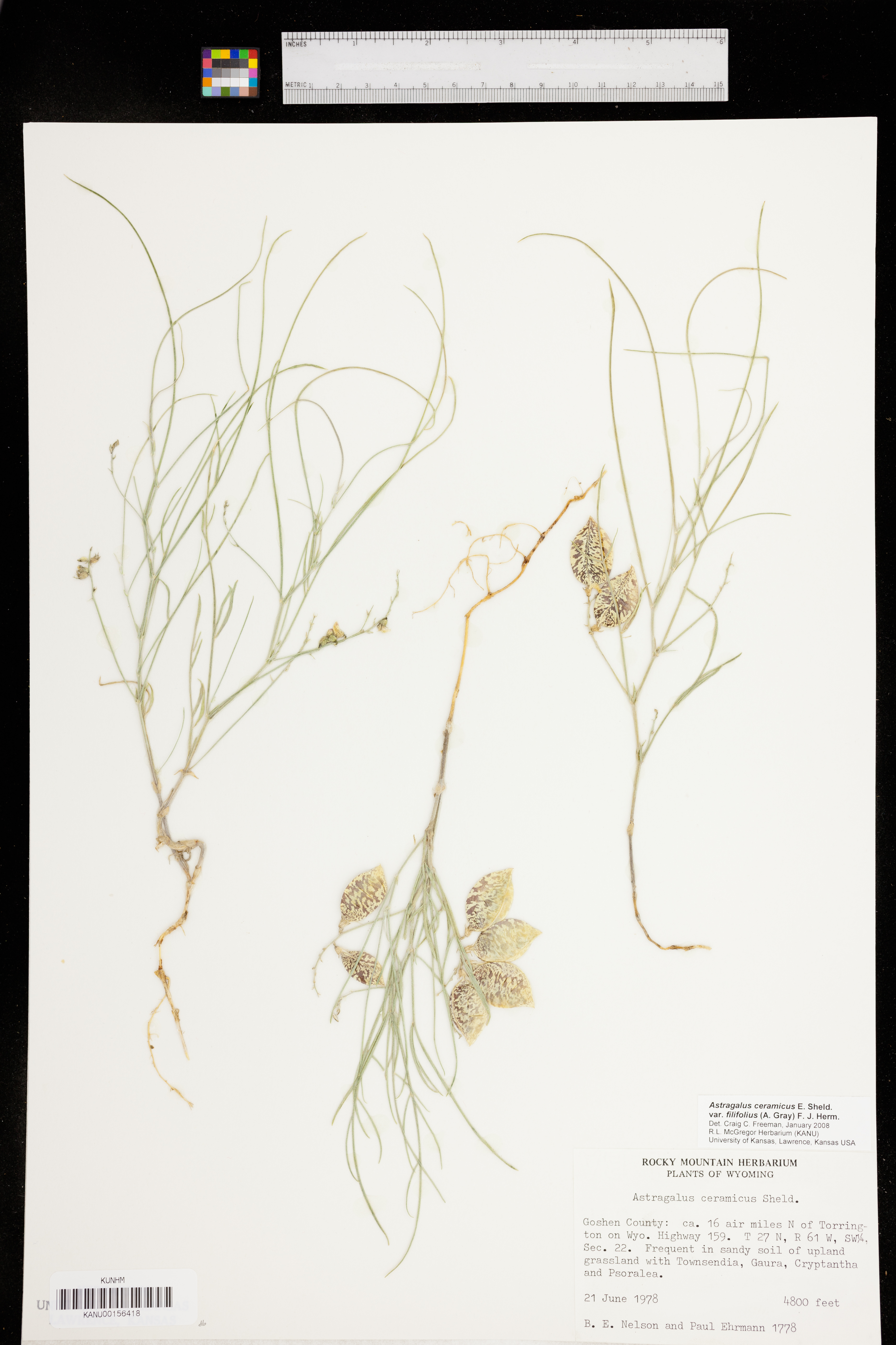 Astragalus ceramicus var. filifolius image