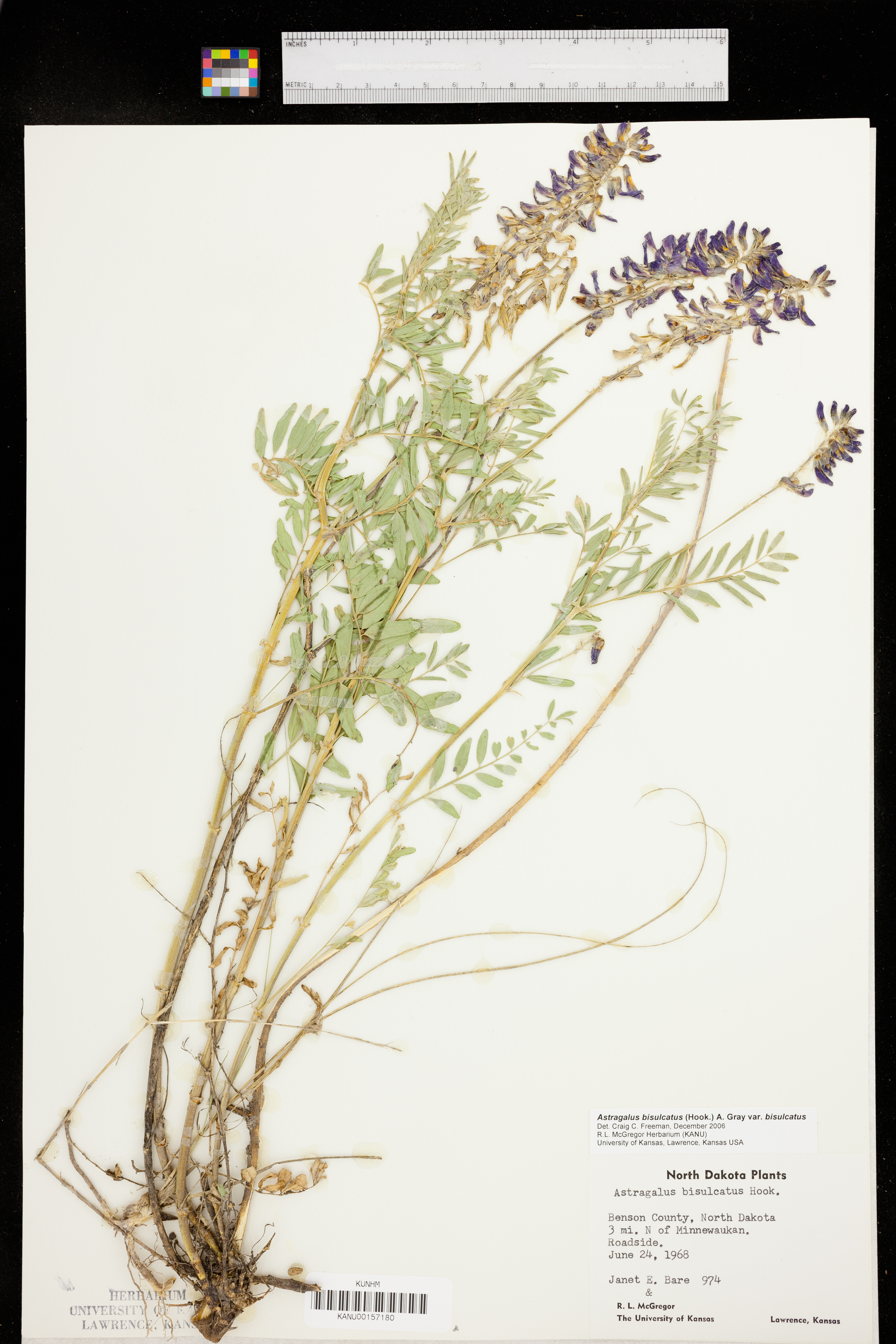 Astragalus bisulcatus var. bisulcatus image