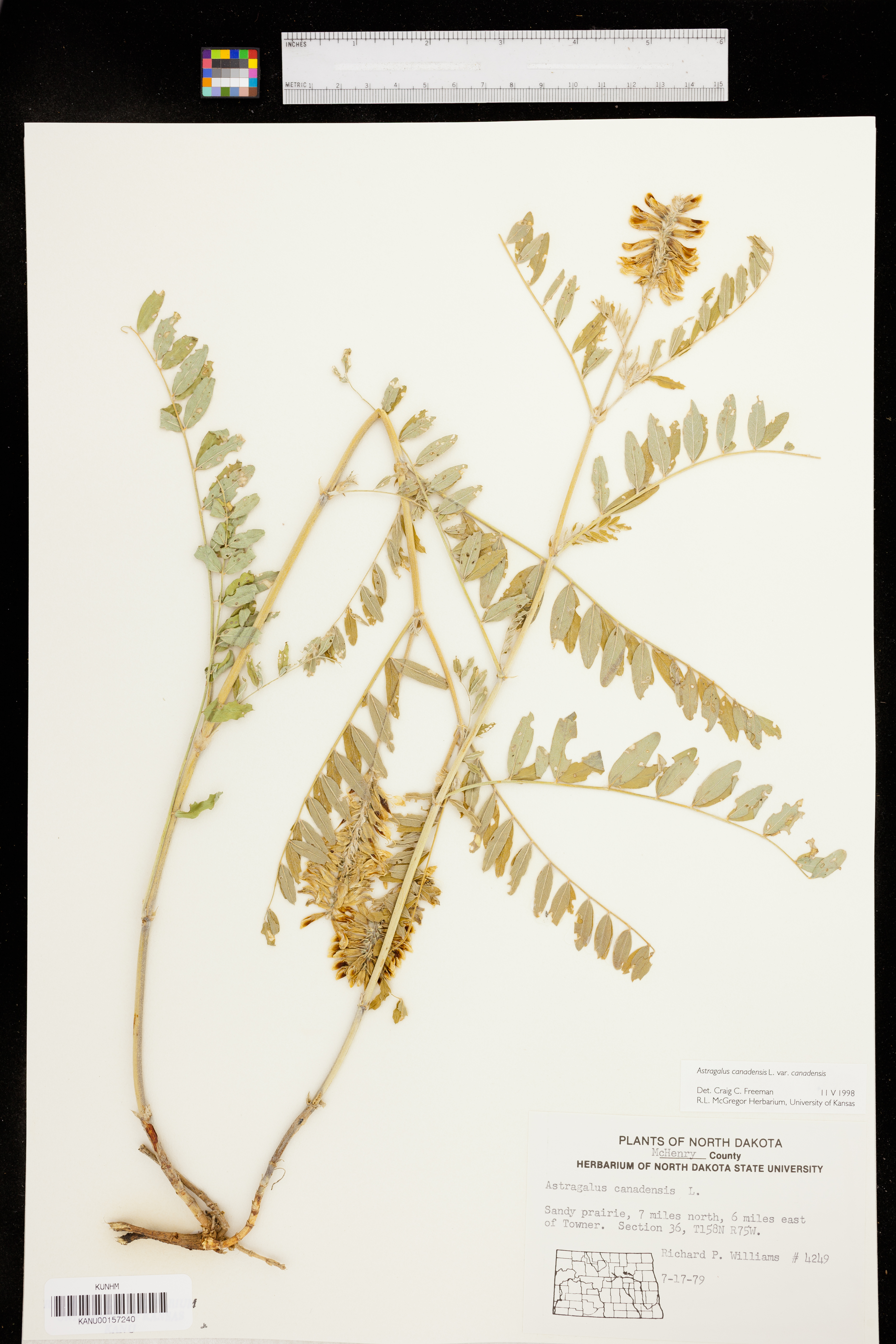 Astragalus canadensis var. canadensis image
