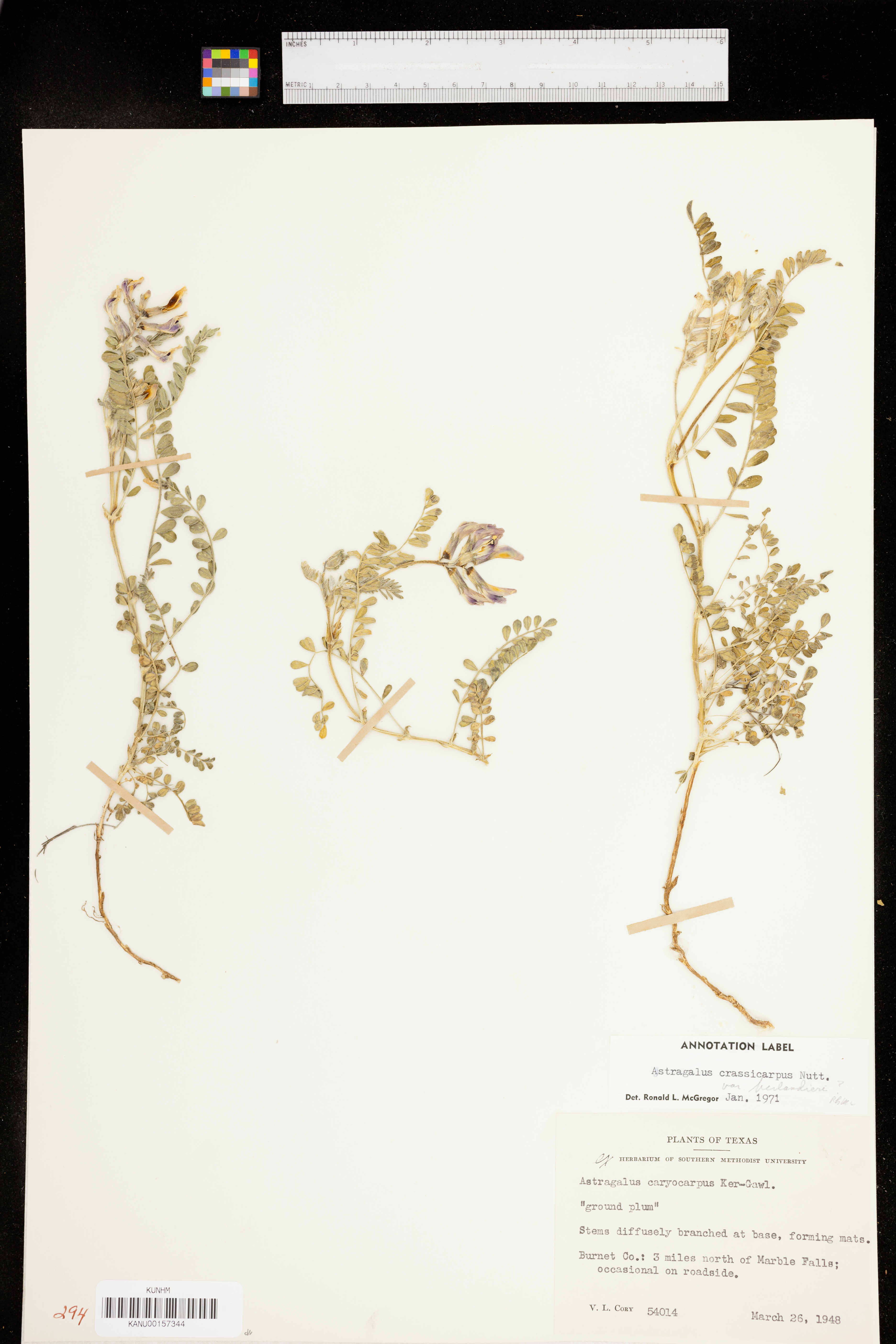 Astragalus crassicarpus var. berlandieri image