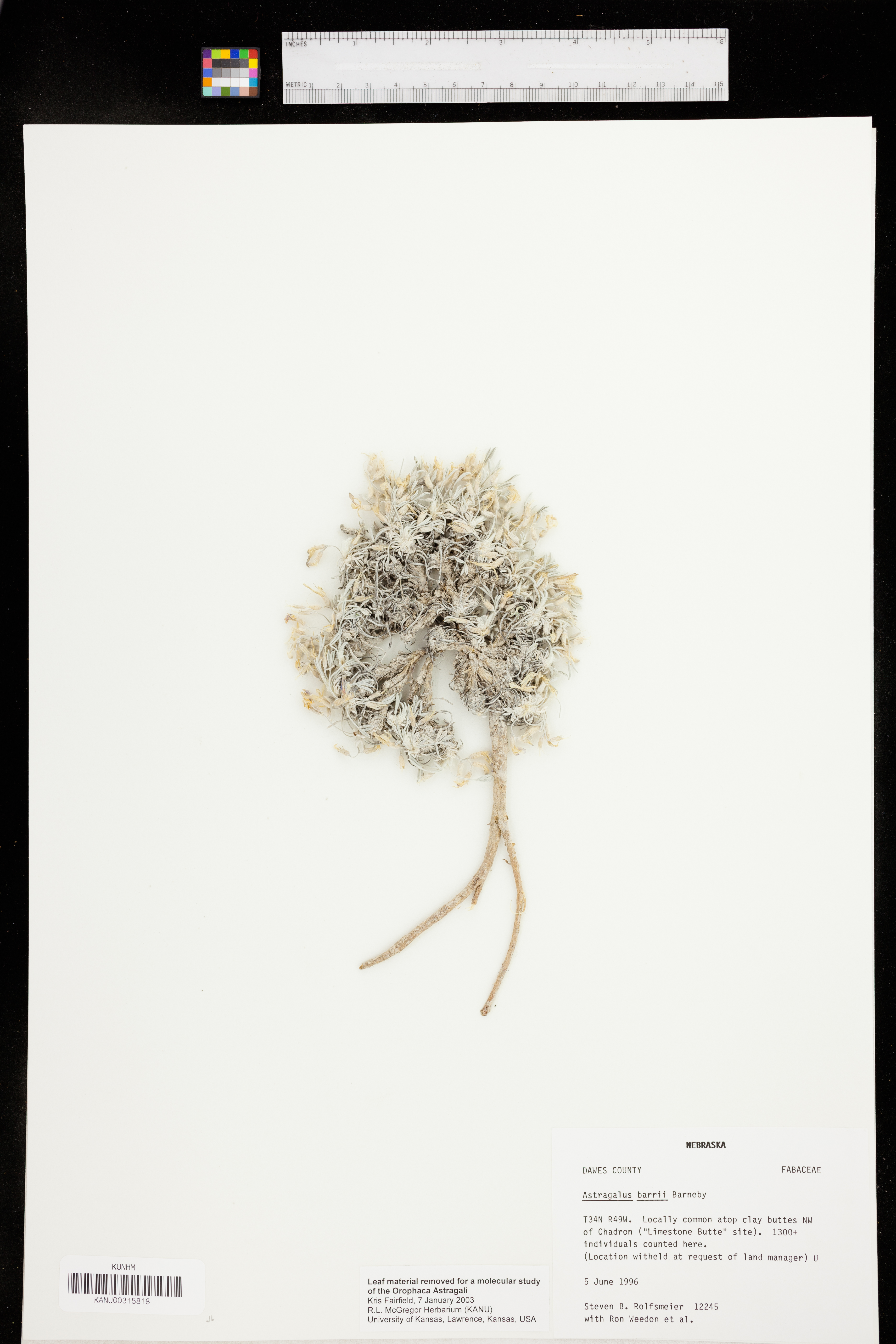 Astragalus barrii image