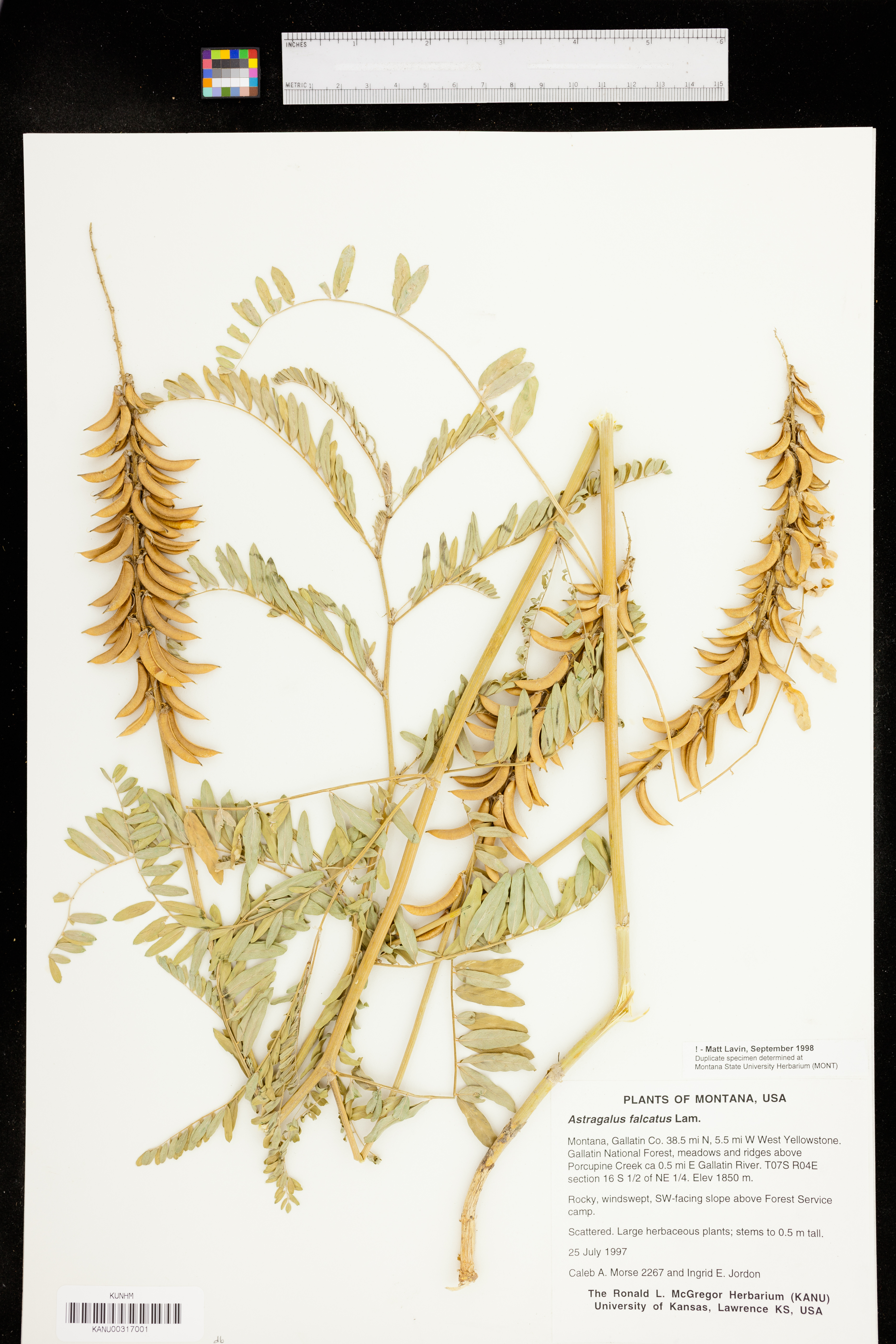 Astragalus falcatus image