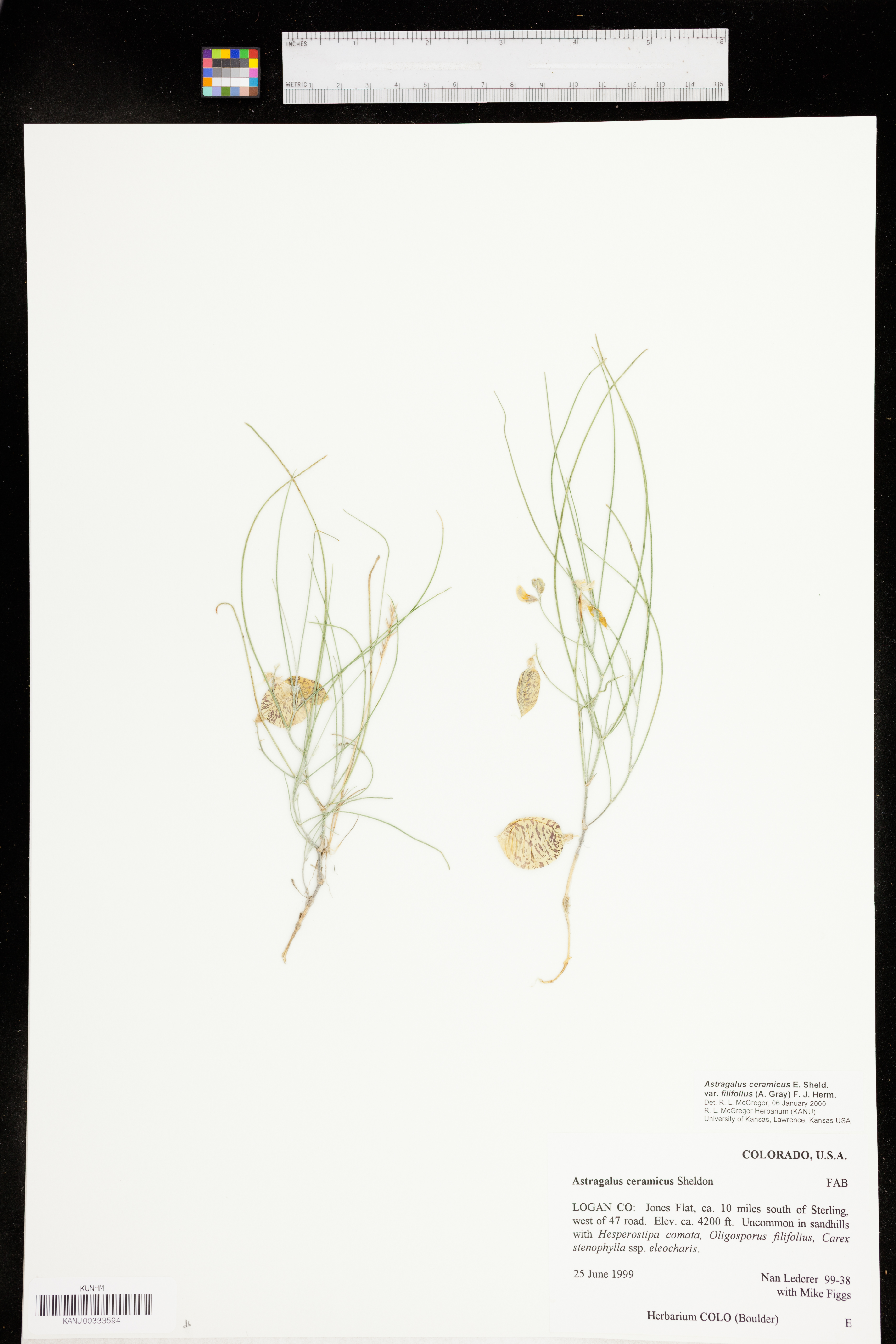 Astragalus ceramicus var. filifolius image