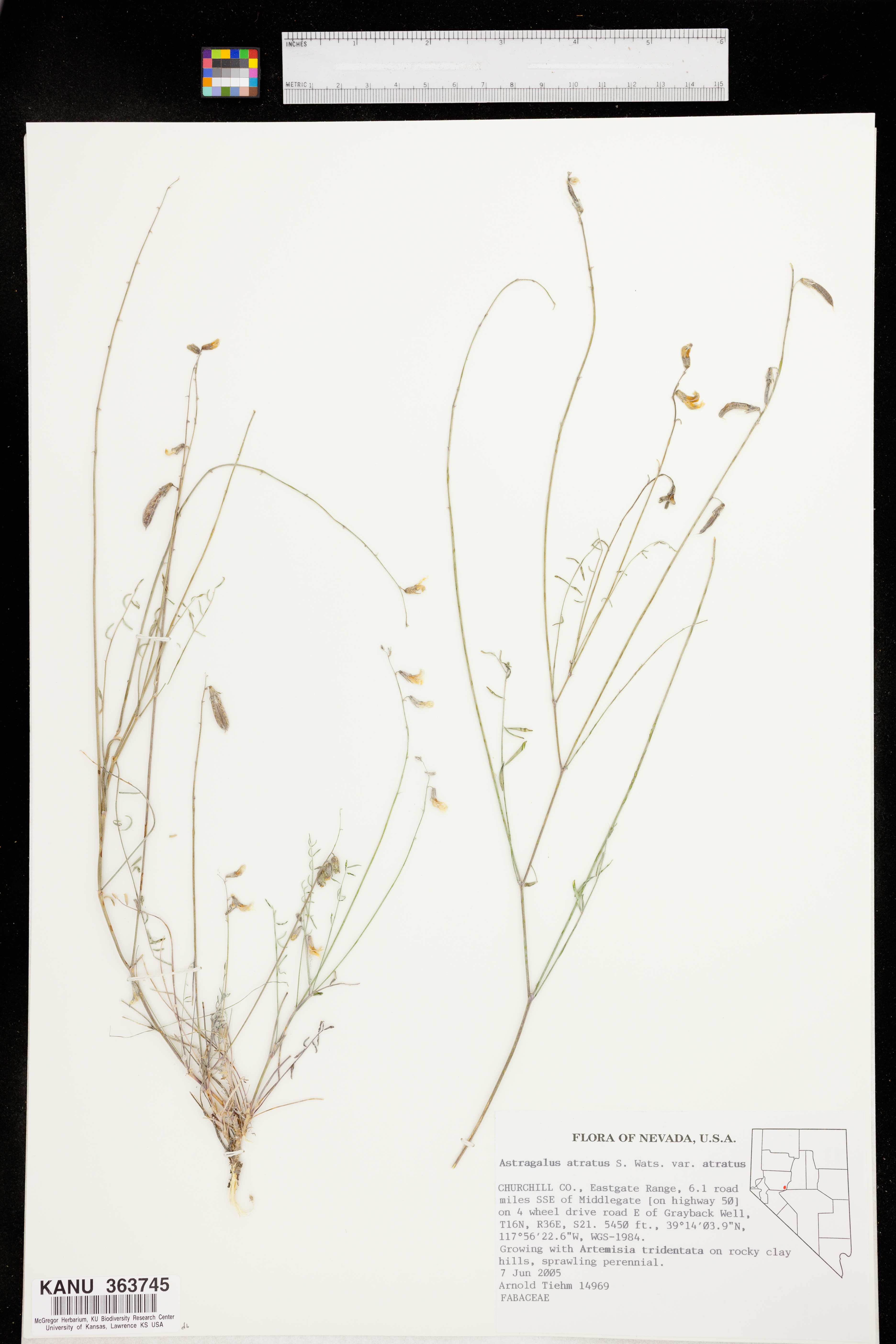 Astragalus atratus var. atratus image