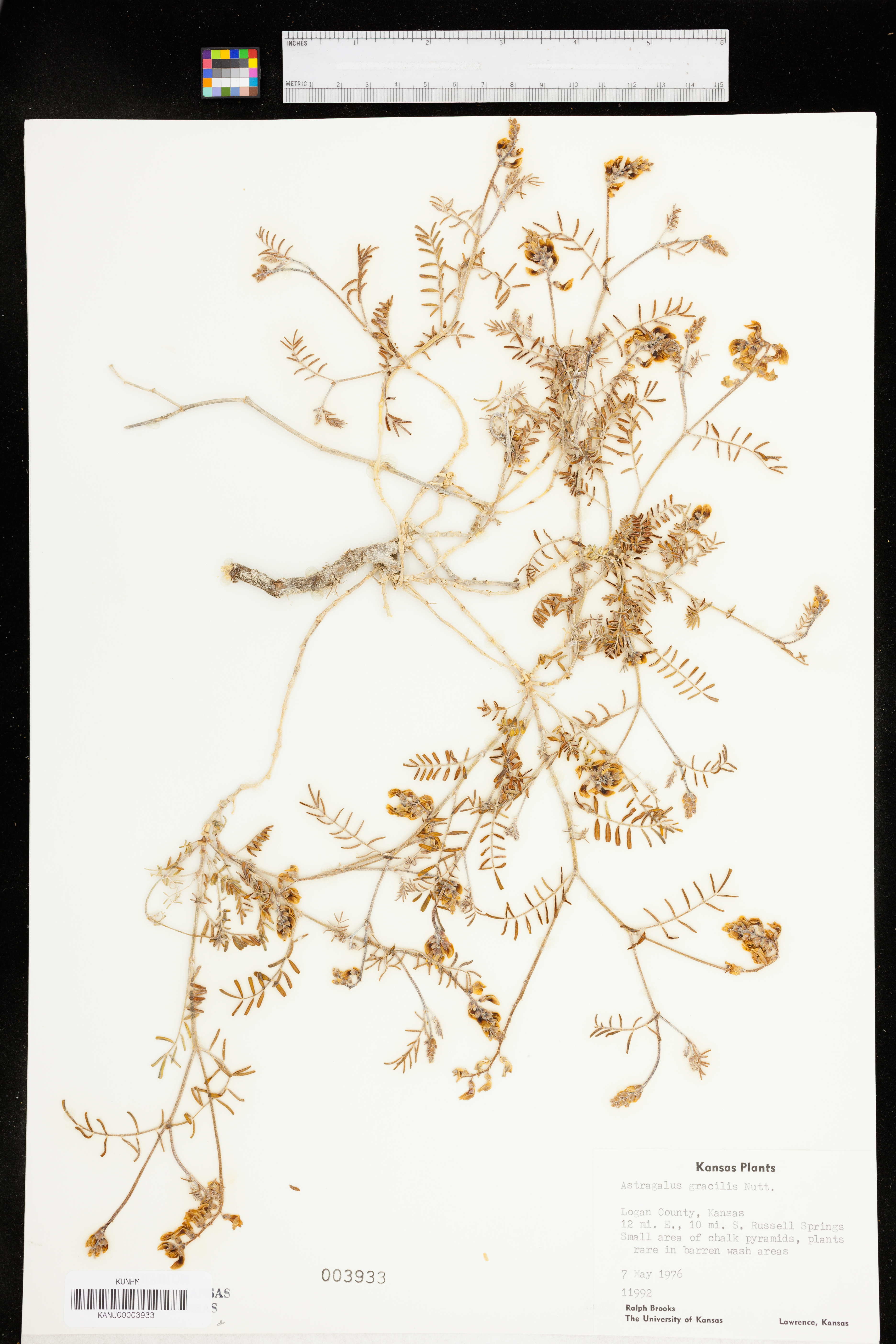 Astragalus gracilis image