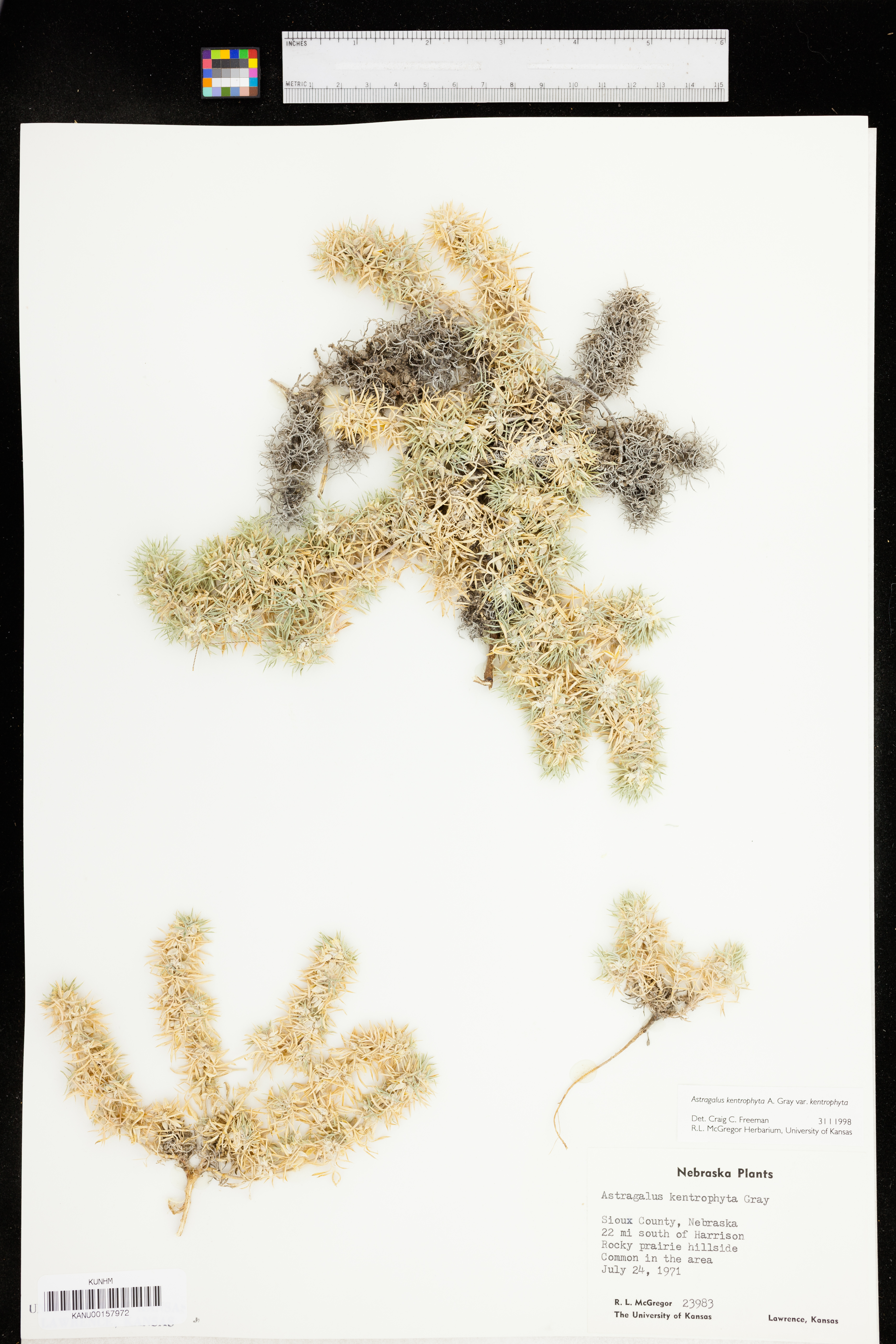 Astragalus kentrophyta var. kentrophyta image