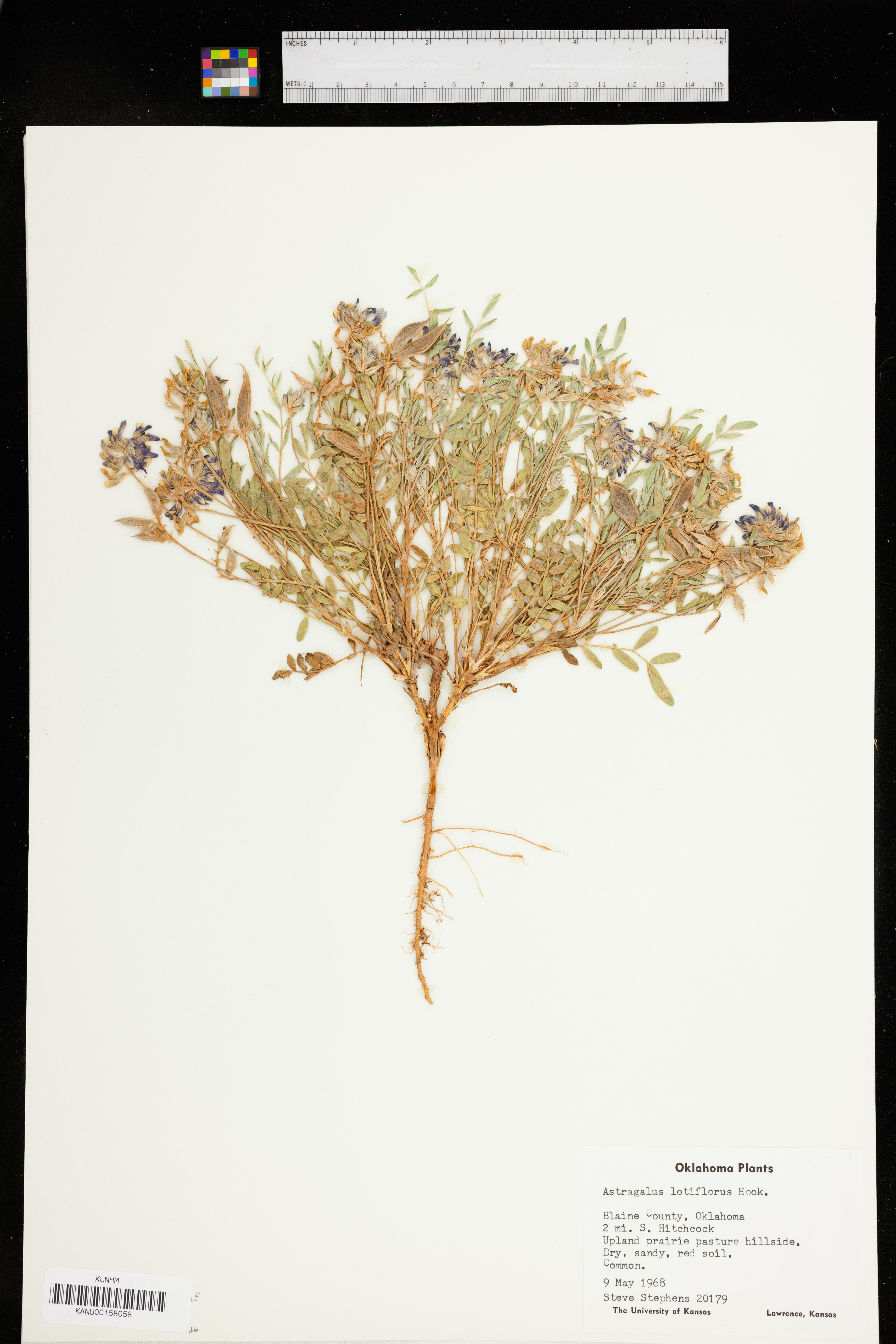 Astragalus lotiflorus image