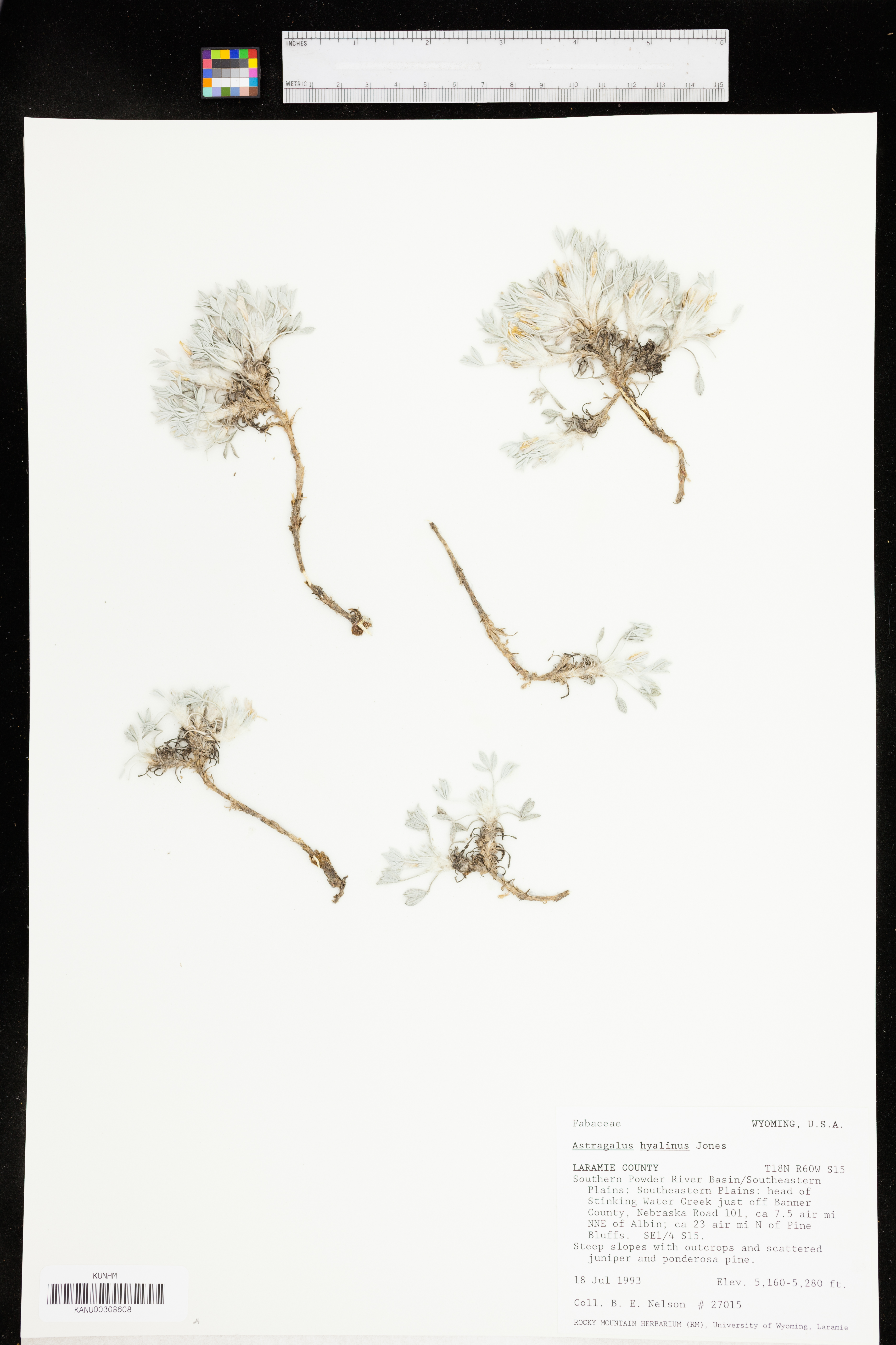 Astragalus hyalinus image