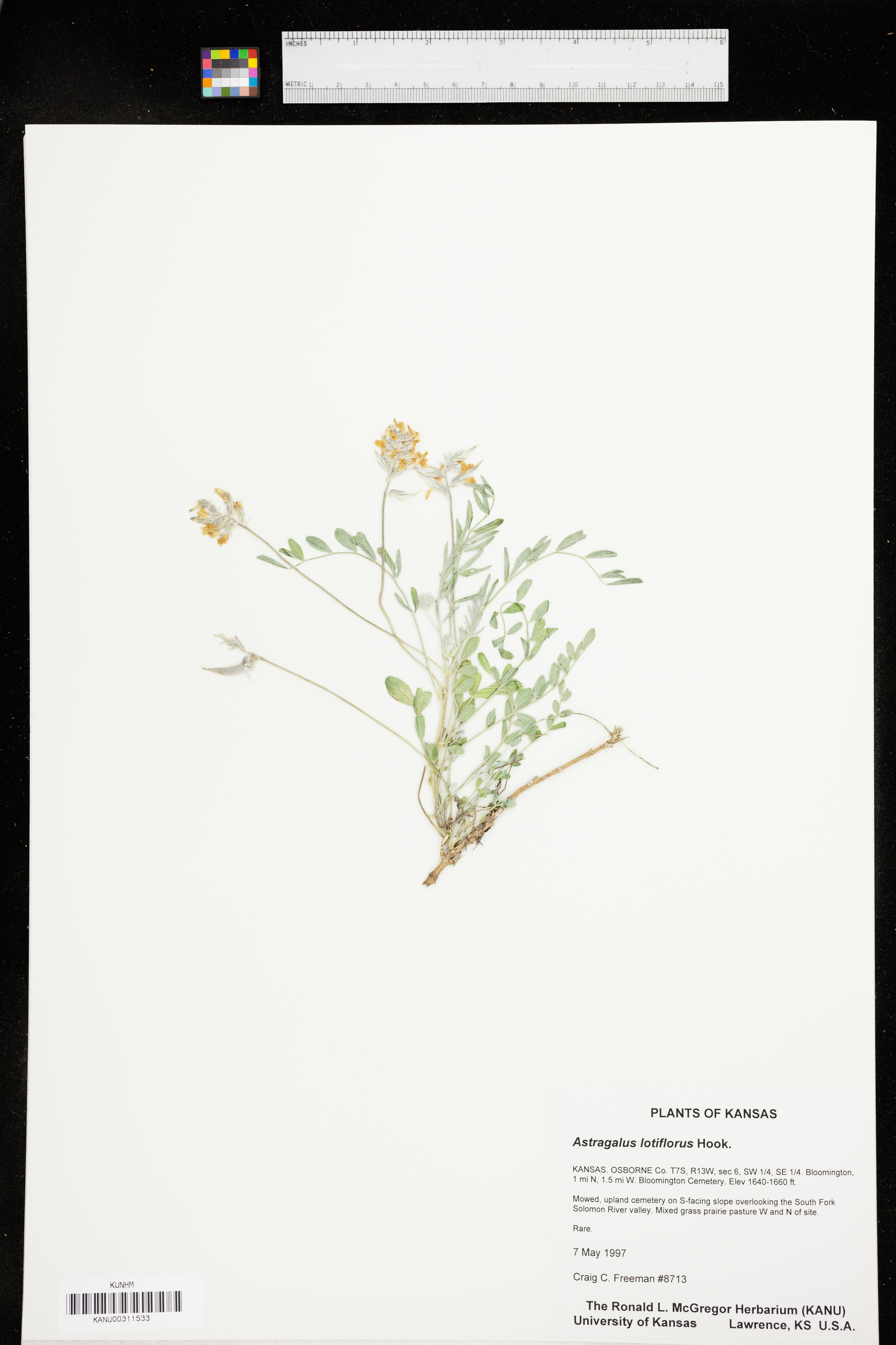 Astragalus lotiflorus image