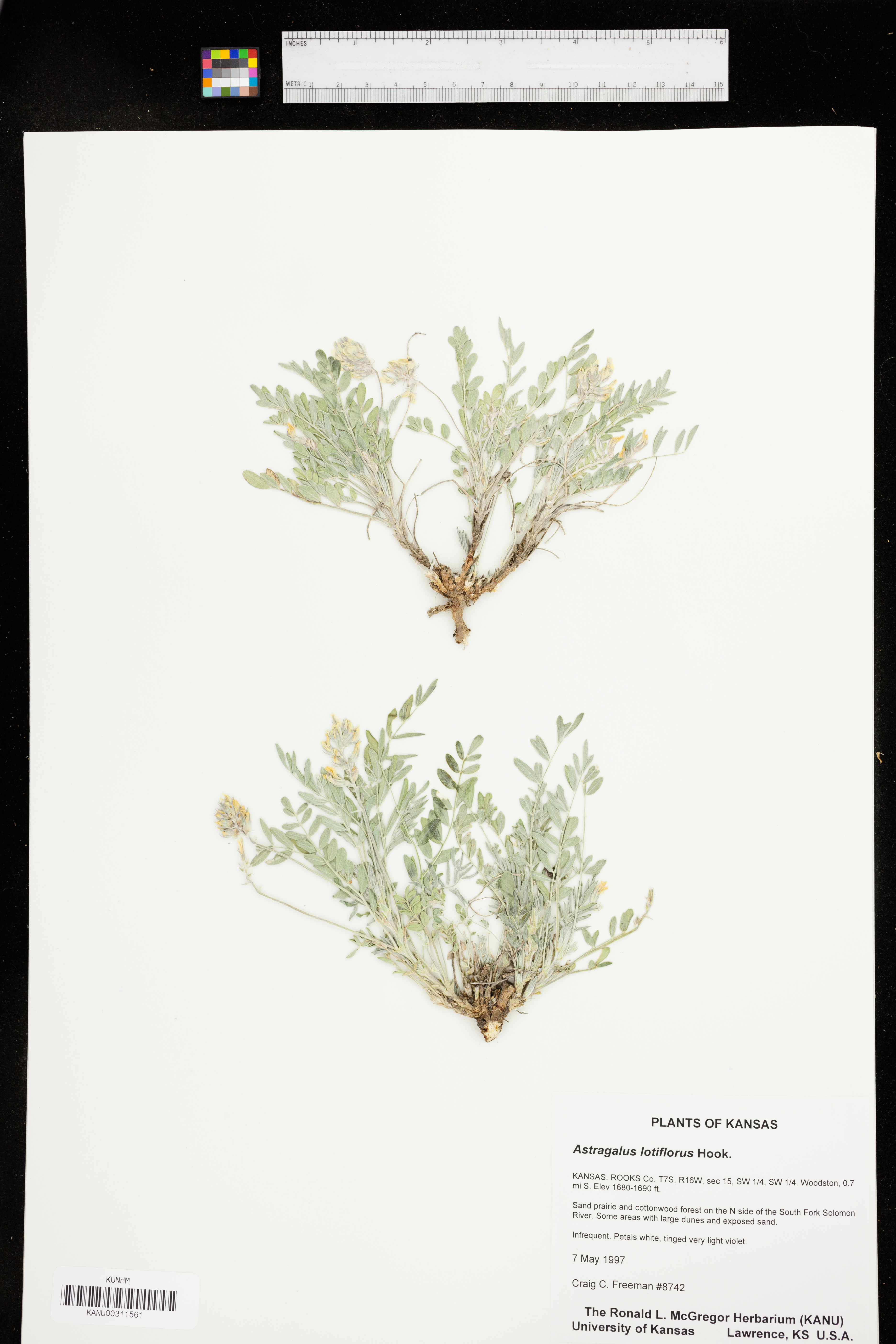 Astragalus lotiflorus image