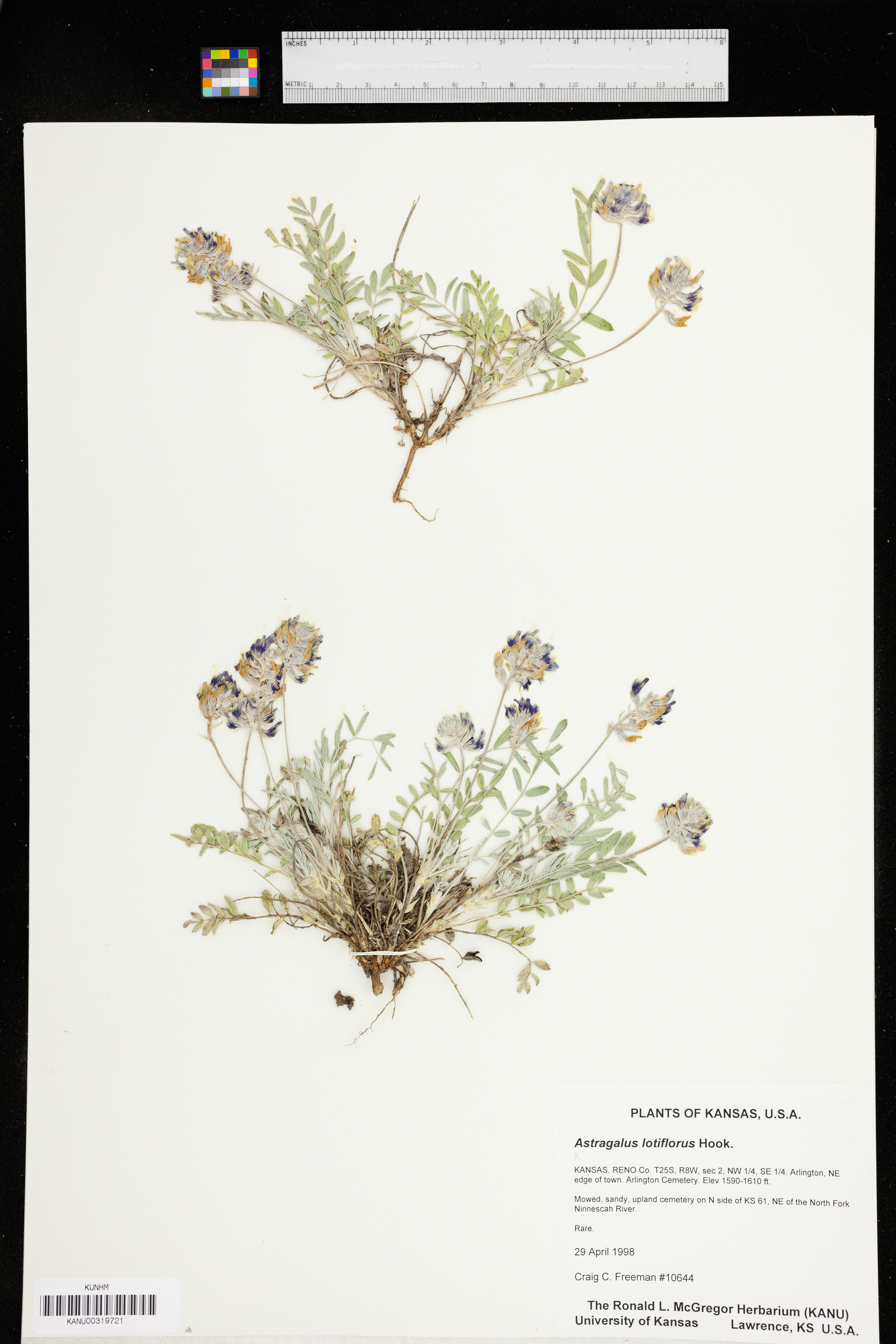 Astragalus lotiflorus image