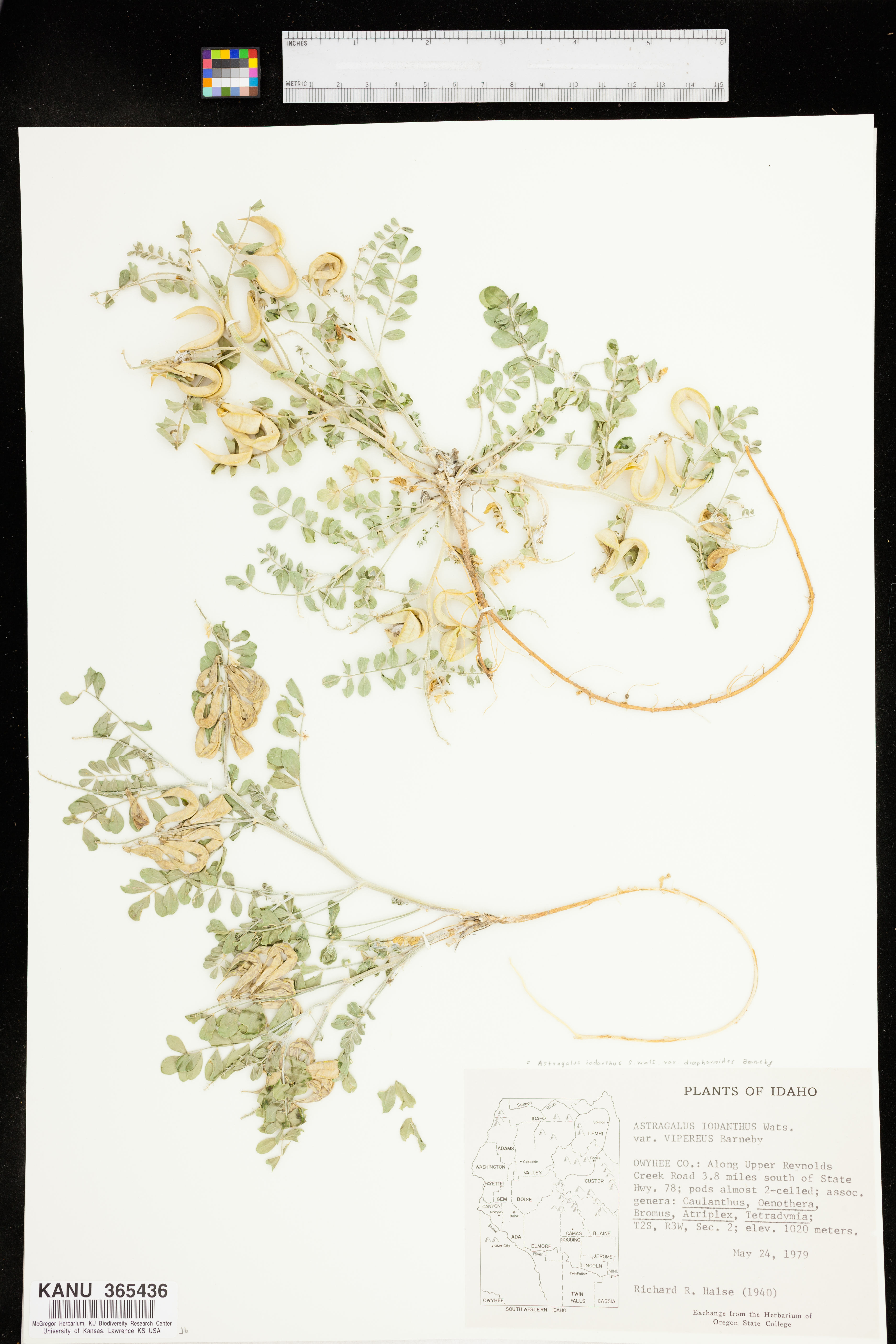 Astragalus iodanthus var. diaphanoides image