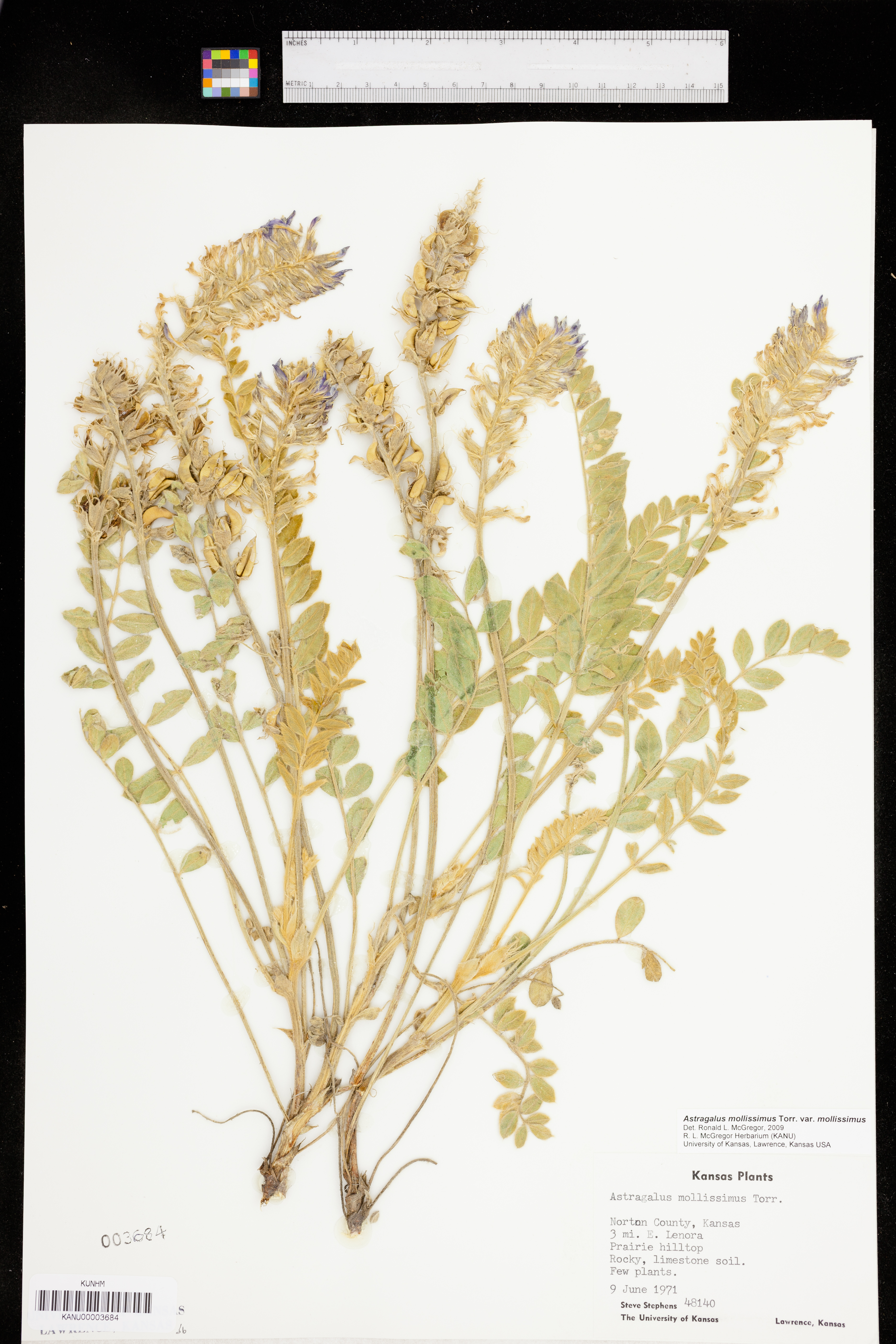 Astragalus mollissimus var. mollissimus image
