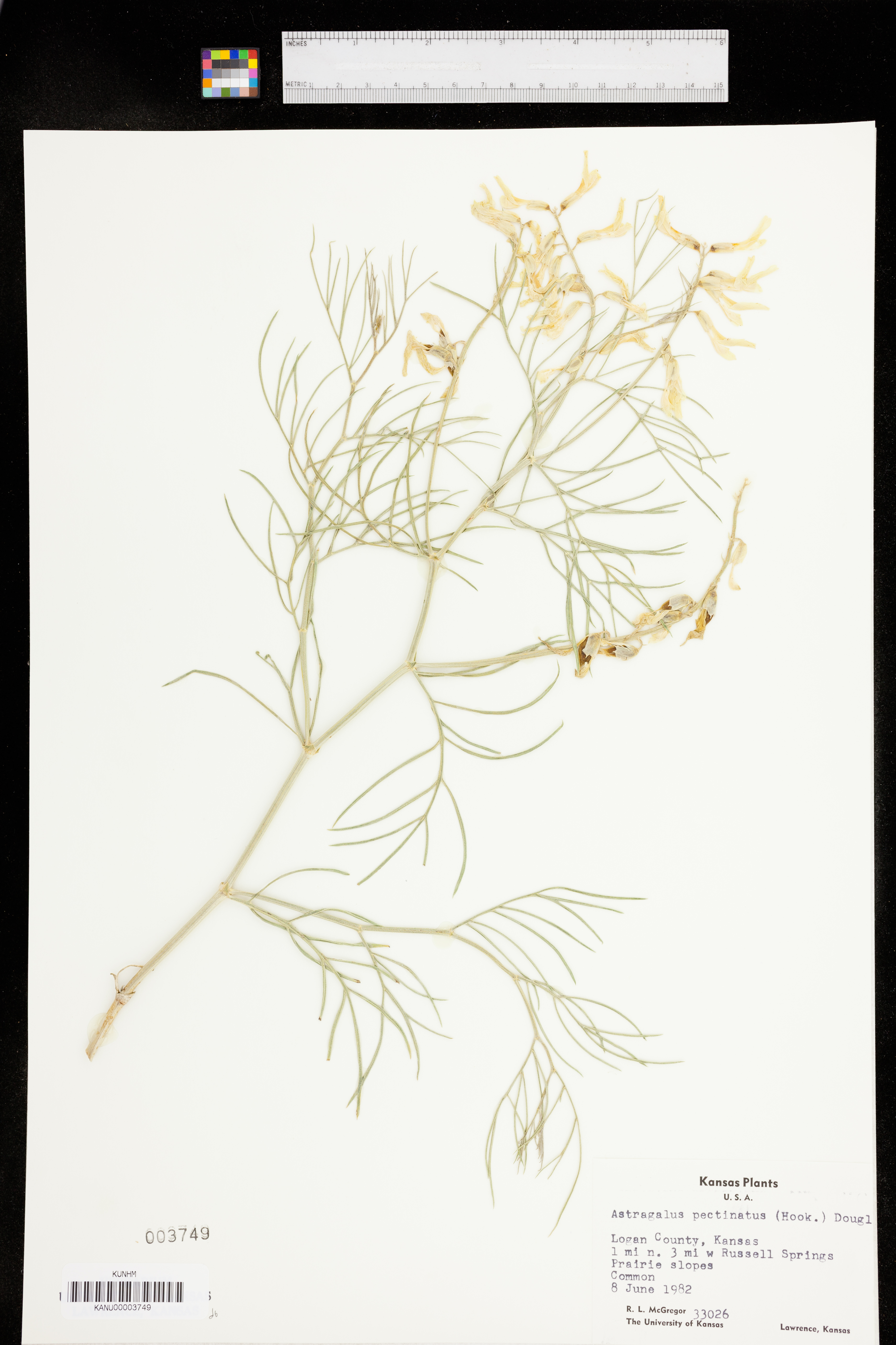 Astragalus pectinatus image