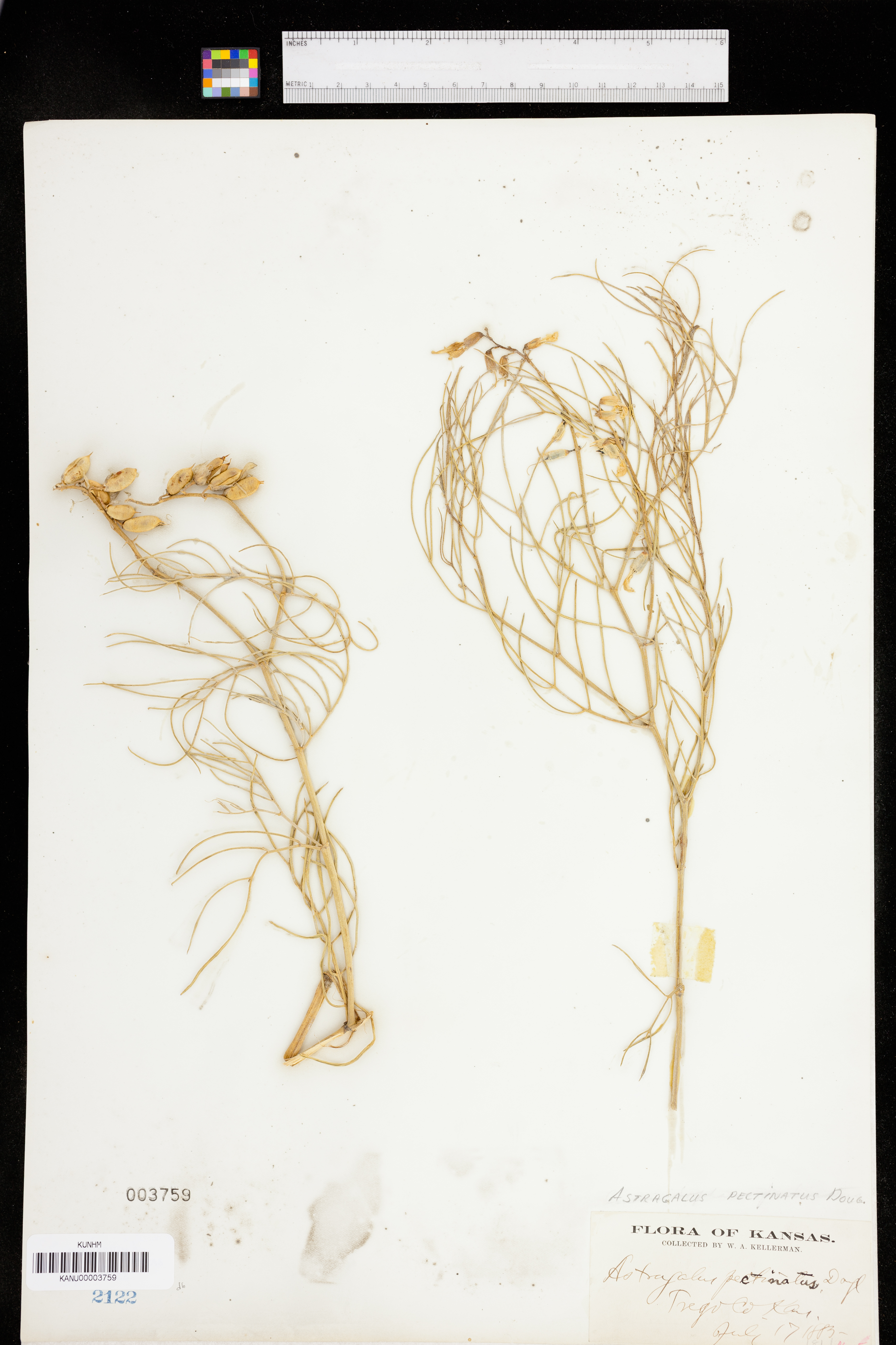 Astragalus pectinatus image