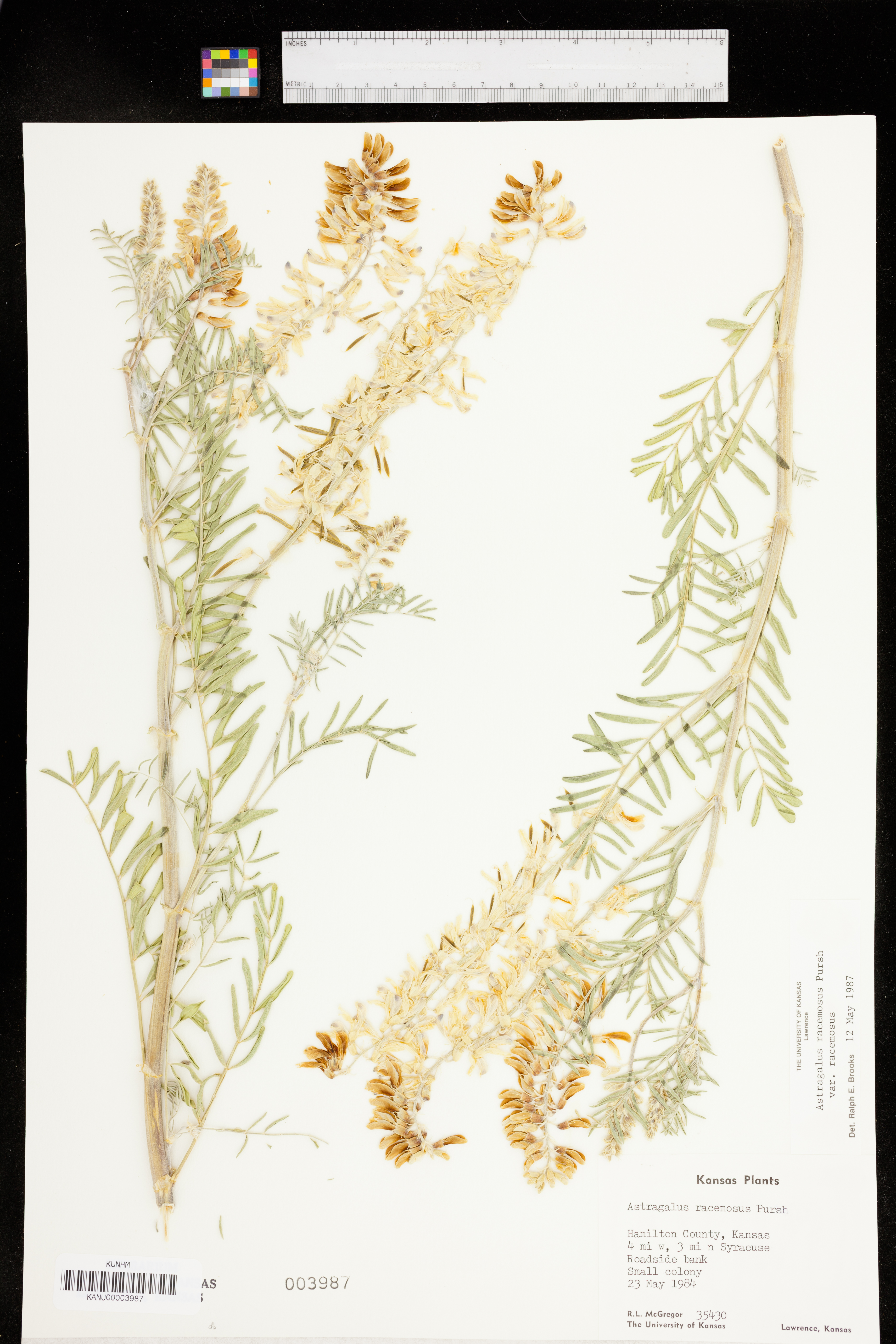 Astragalus racemosus var. racemosus image