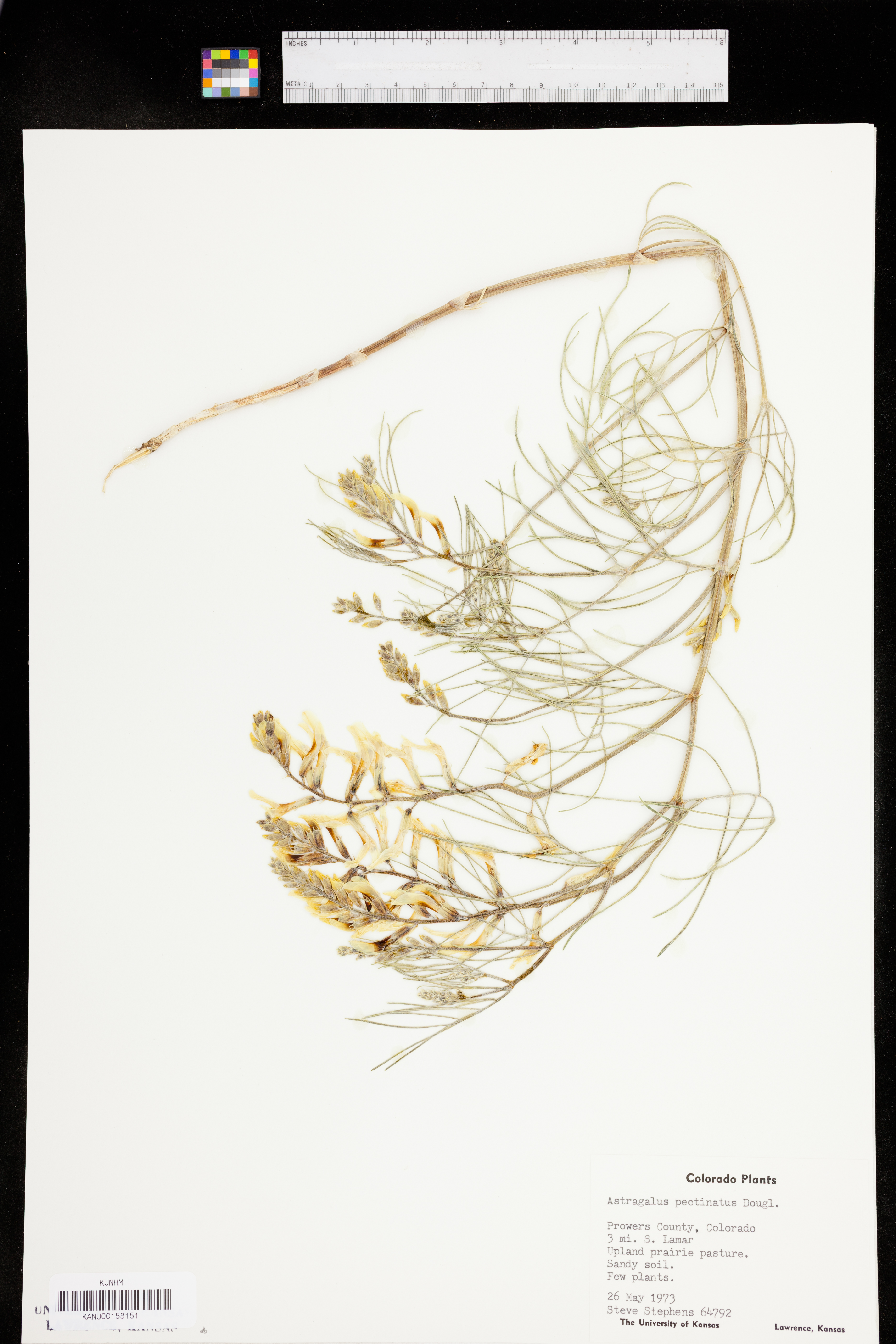 Astragalus pectinatus image