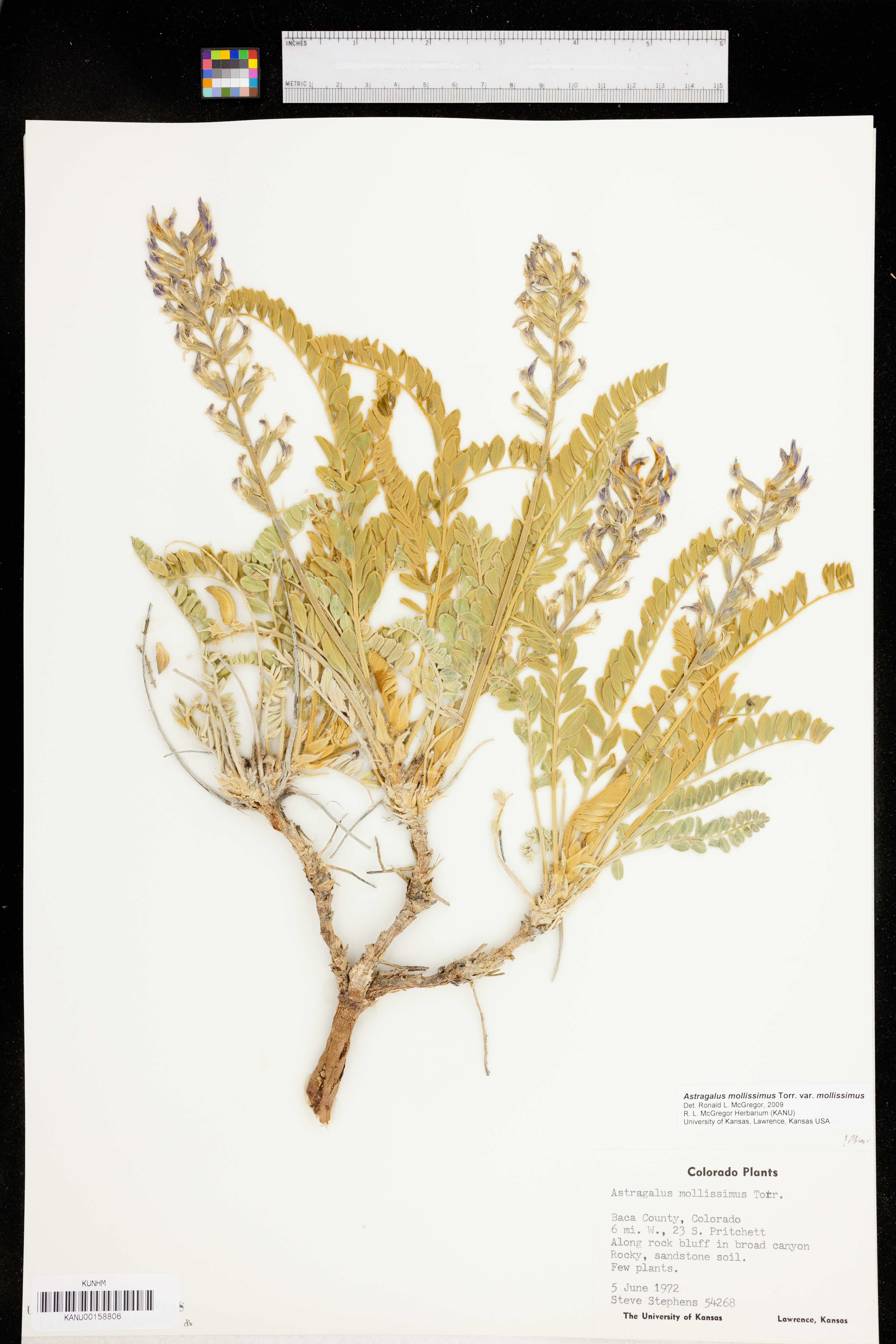 Astragalus mollissimus var. mollissimus image