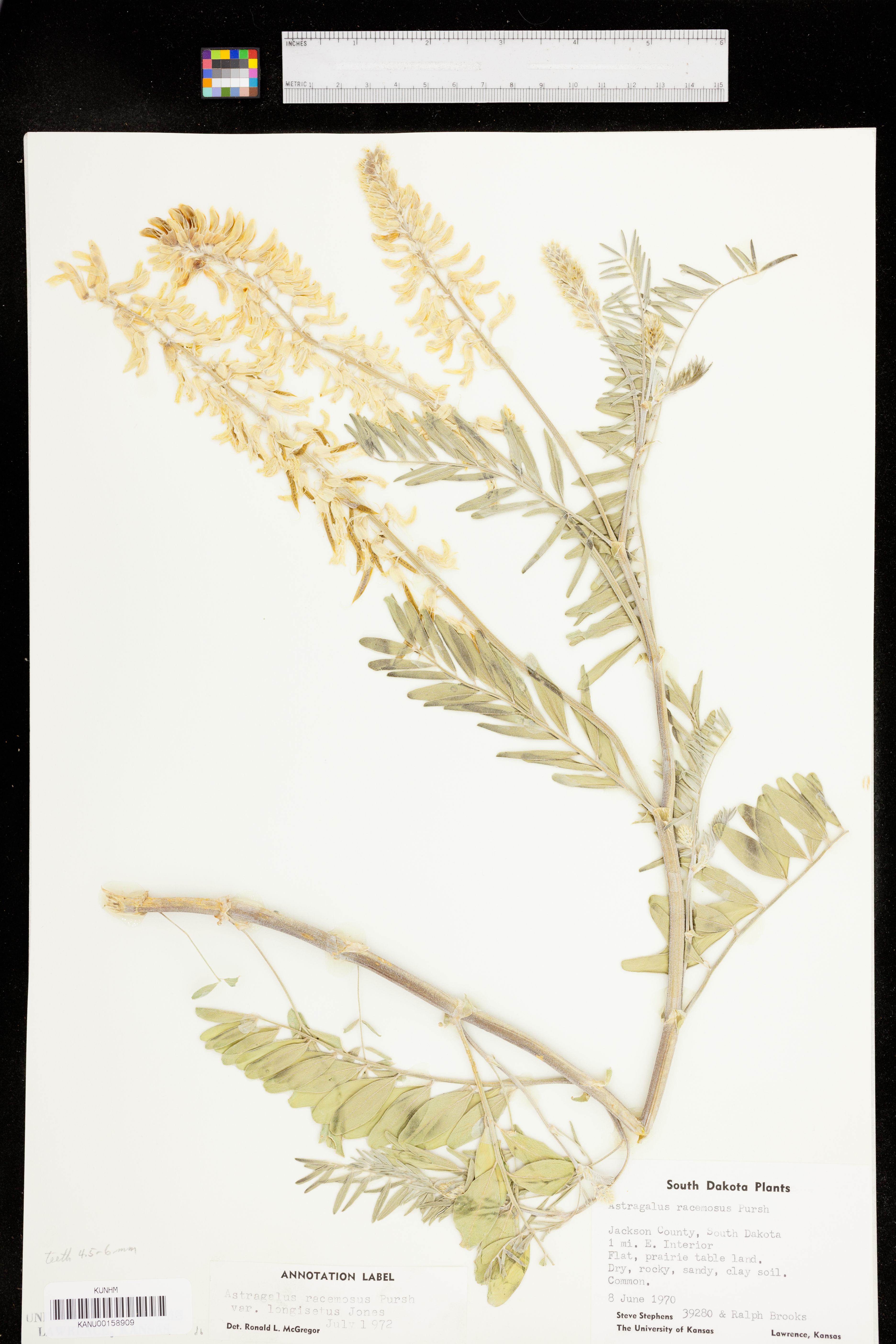 Astragalus racemosus var. longisetus image