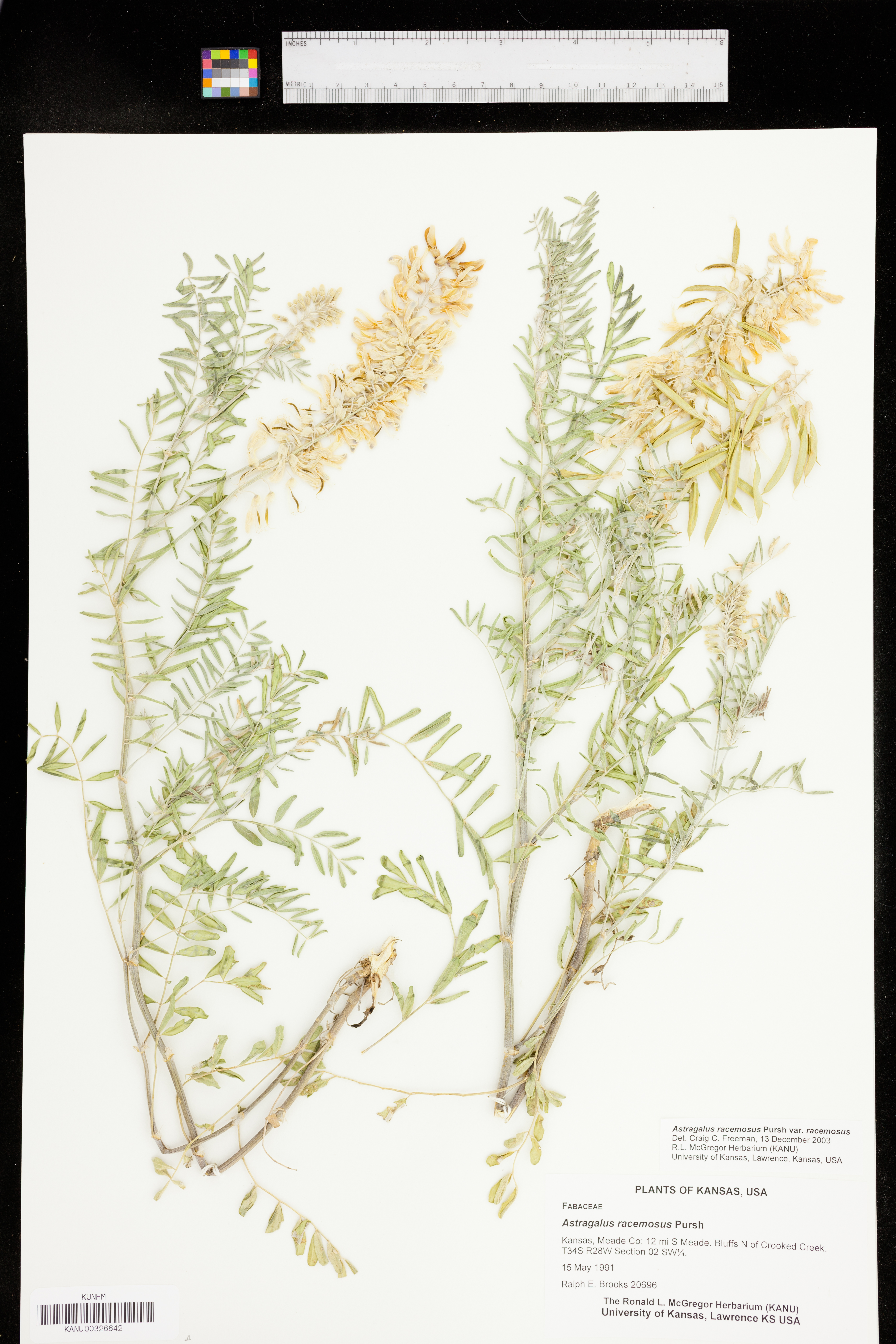 Astragalus racemosus var. racemosus image