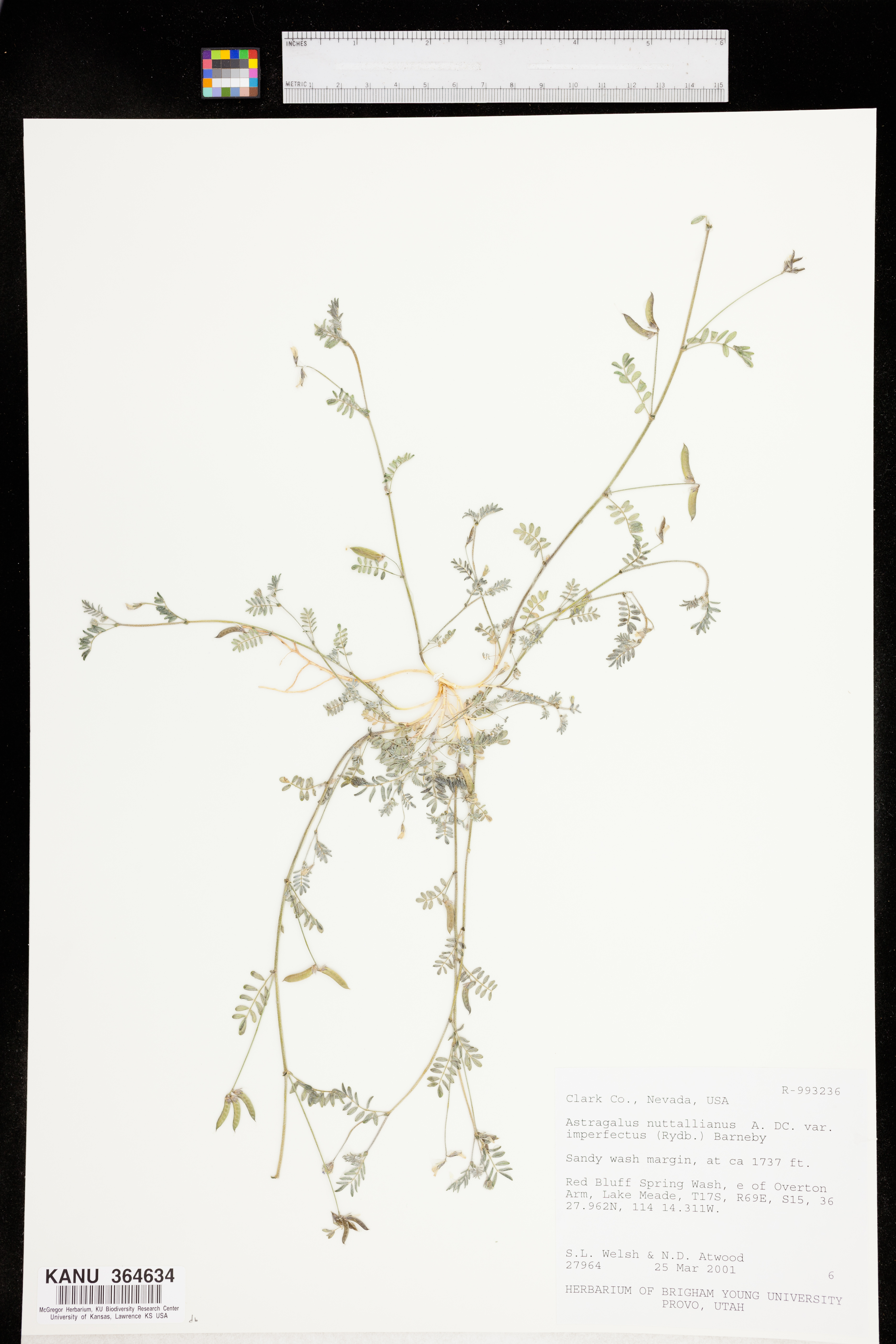 Astragalus nuttallianus var. imperfectus image