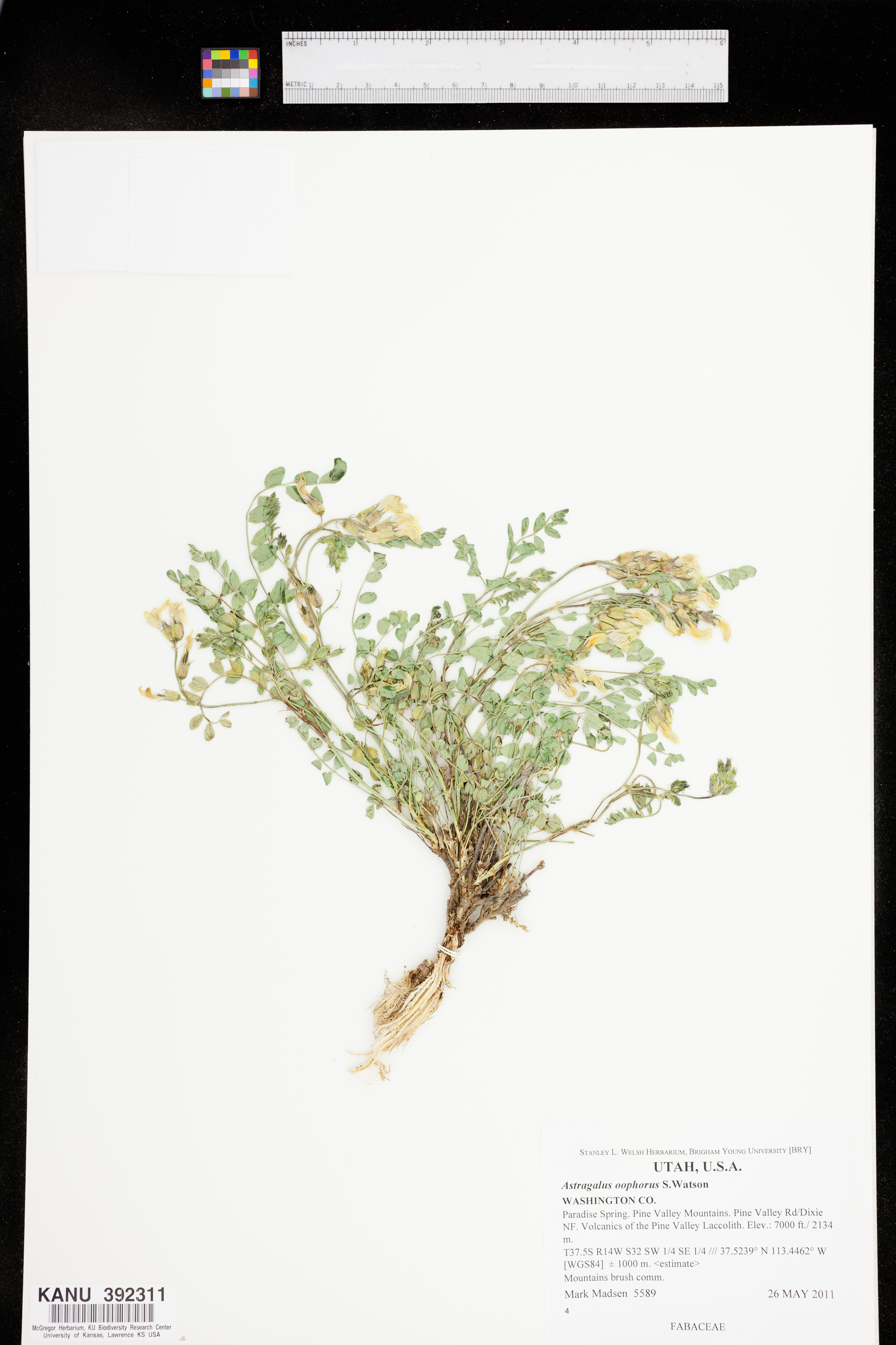 Astragalus oophorus image