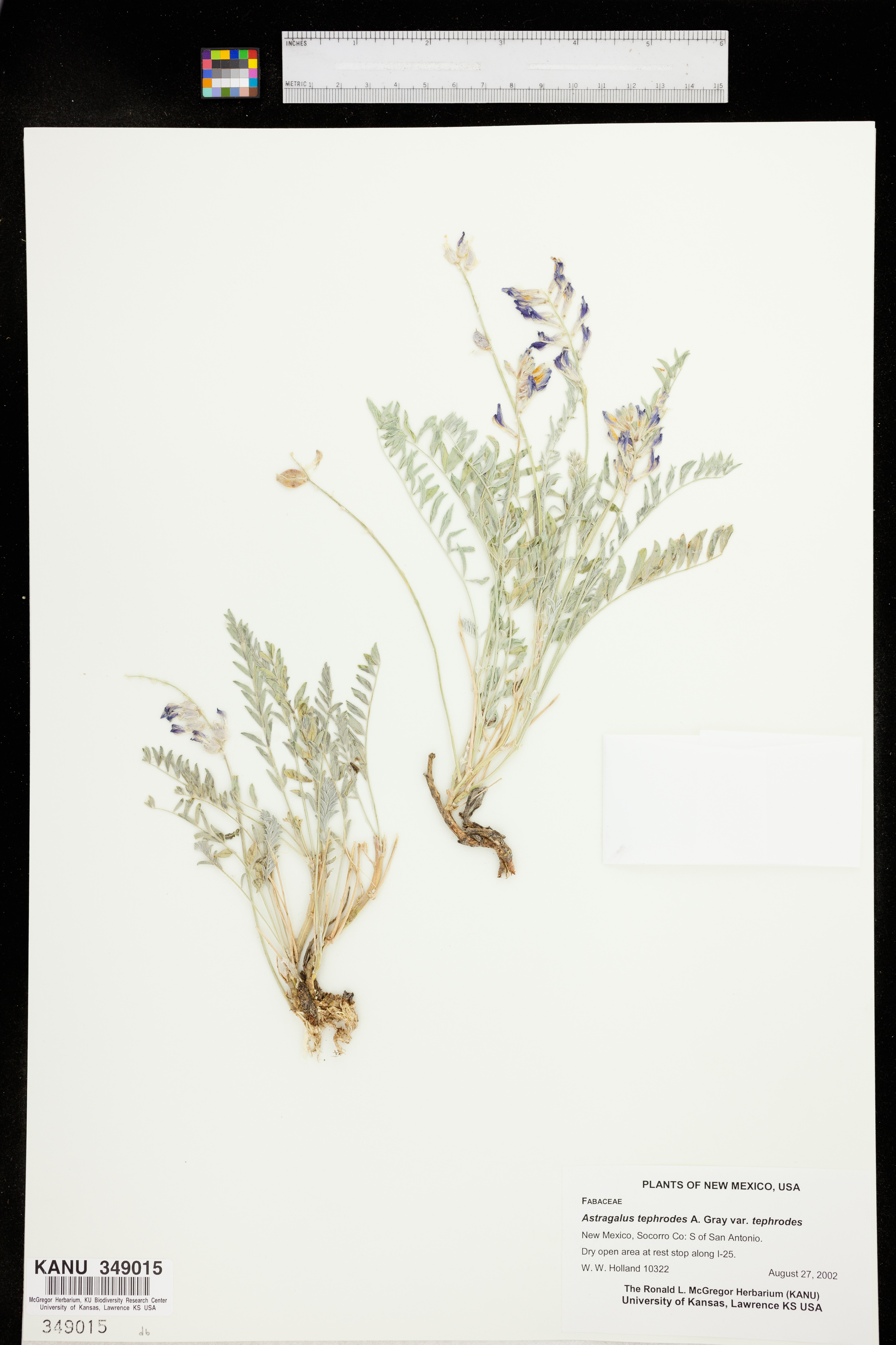 Astragalus tephrodes var. tephrodes image