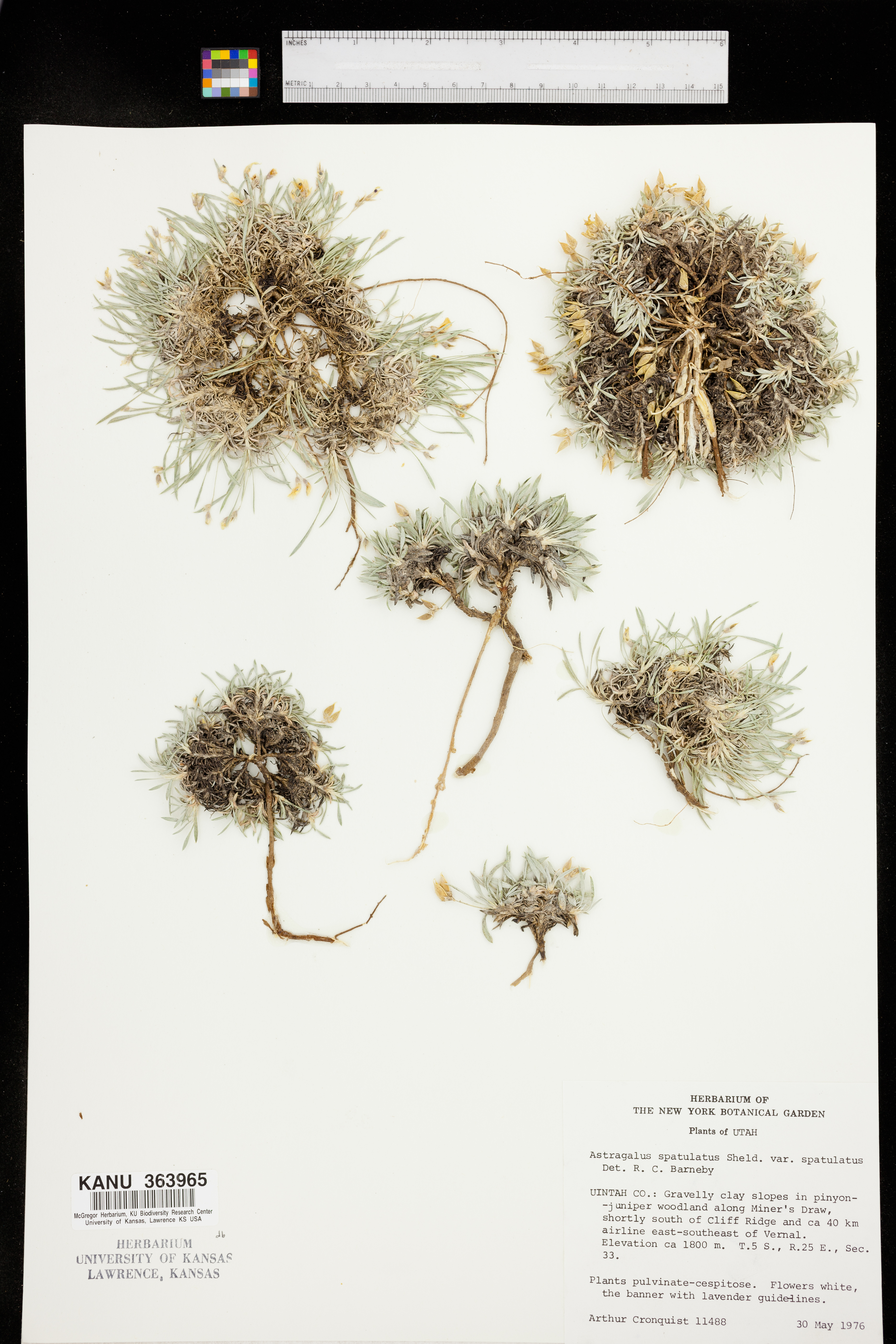 Astragalus spatulatus var. spatulatus image