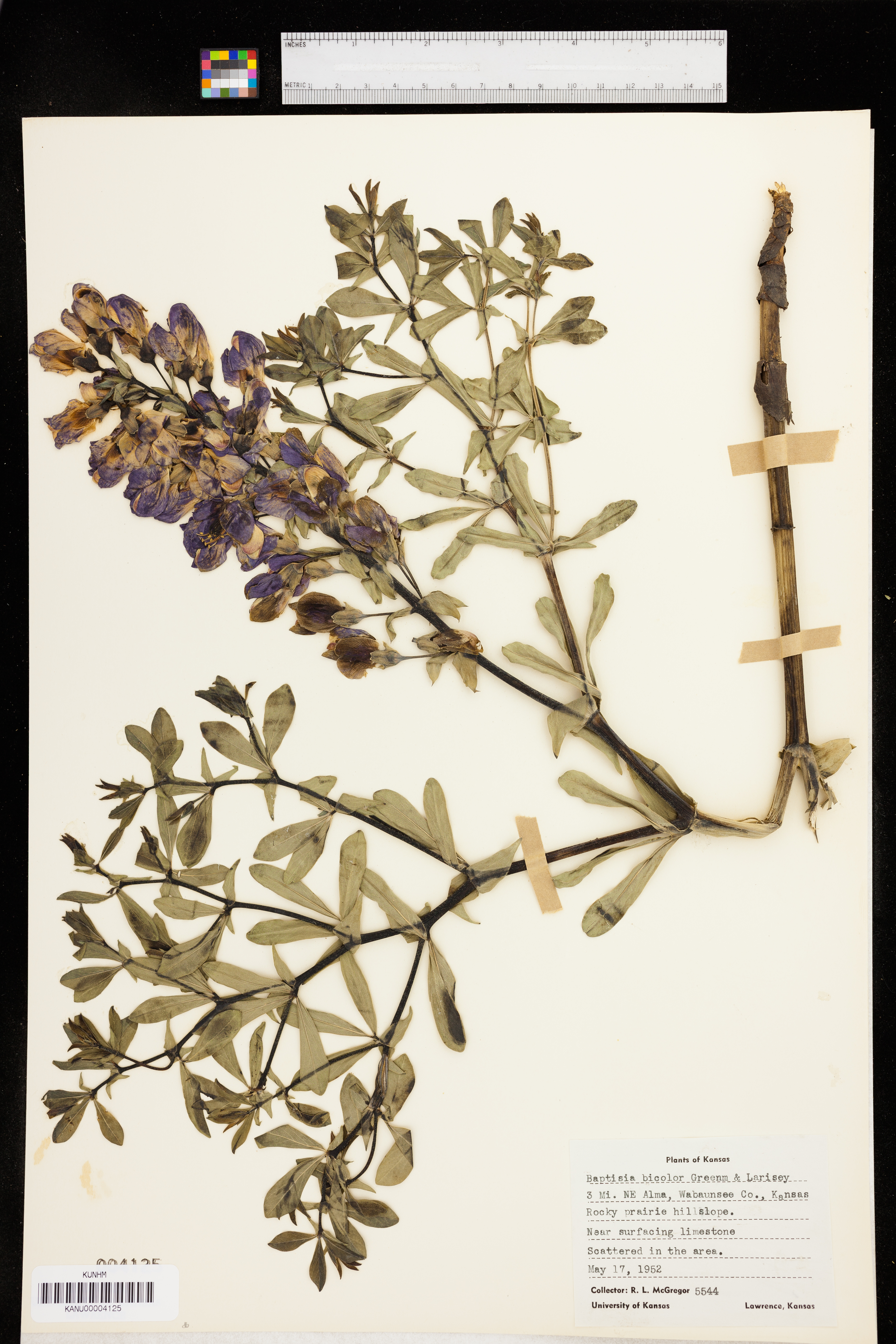 Baptisia bicolor image