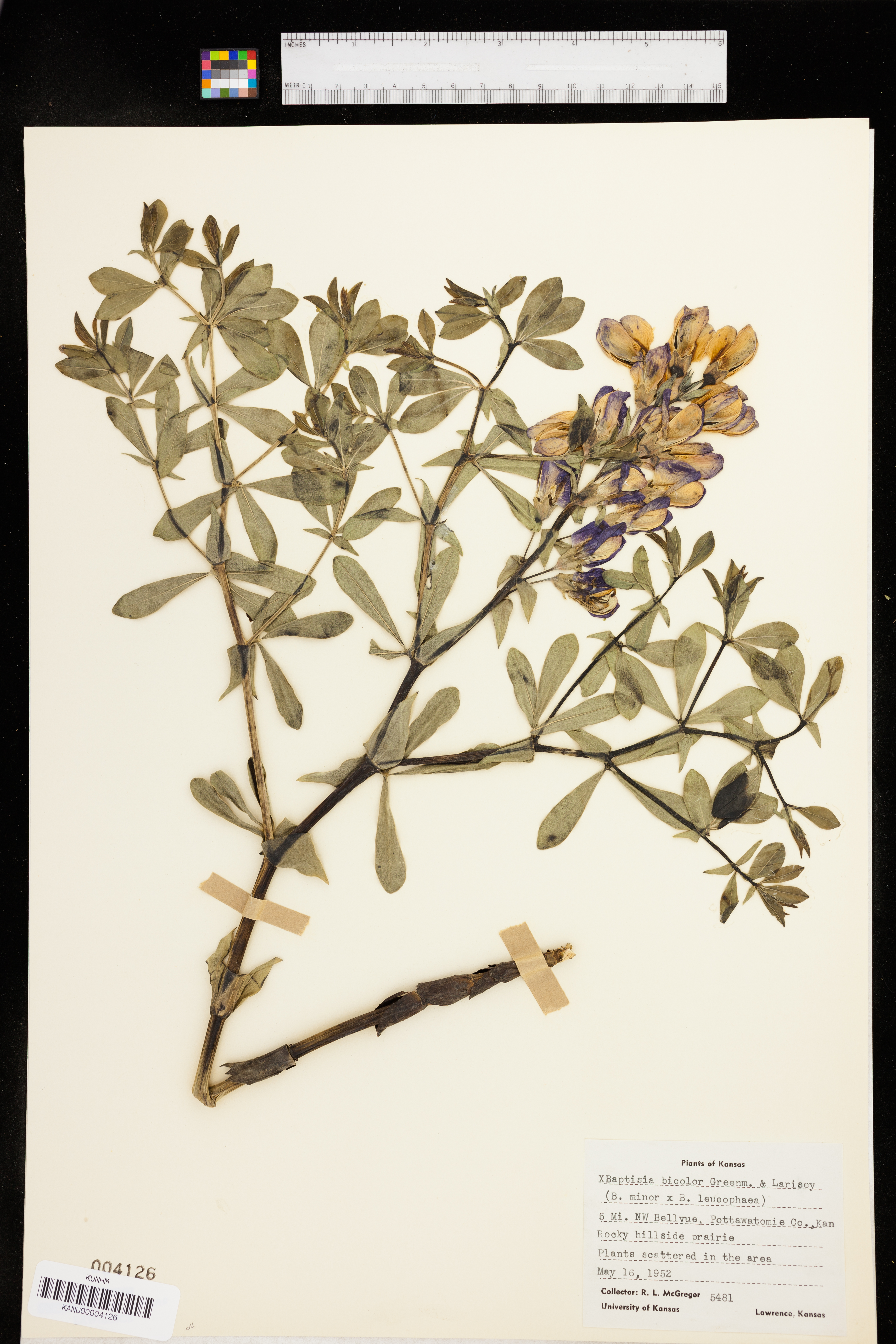 Baptisia bicolor image