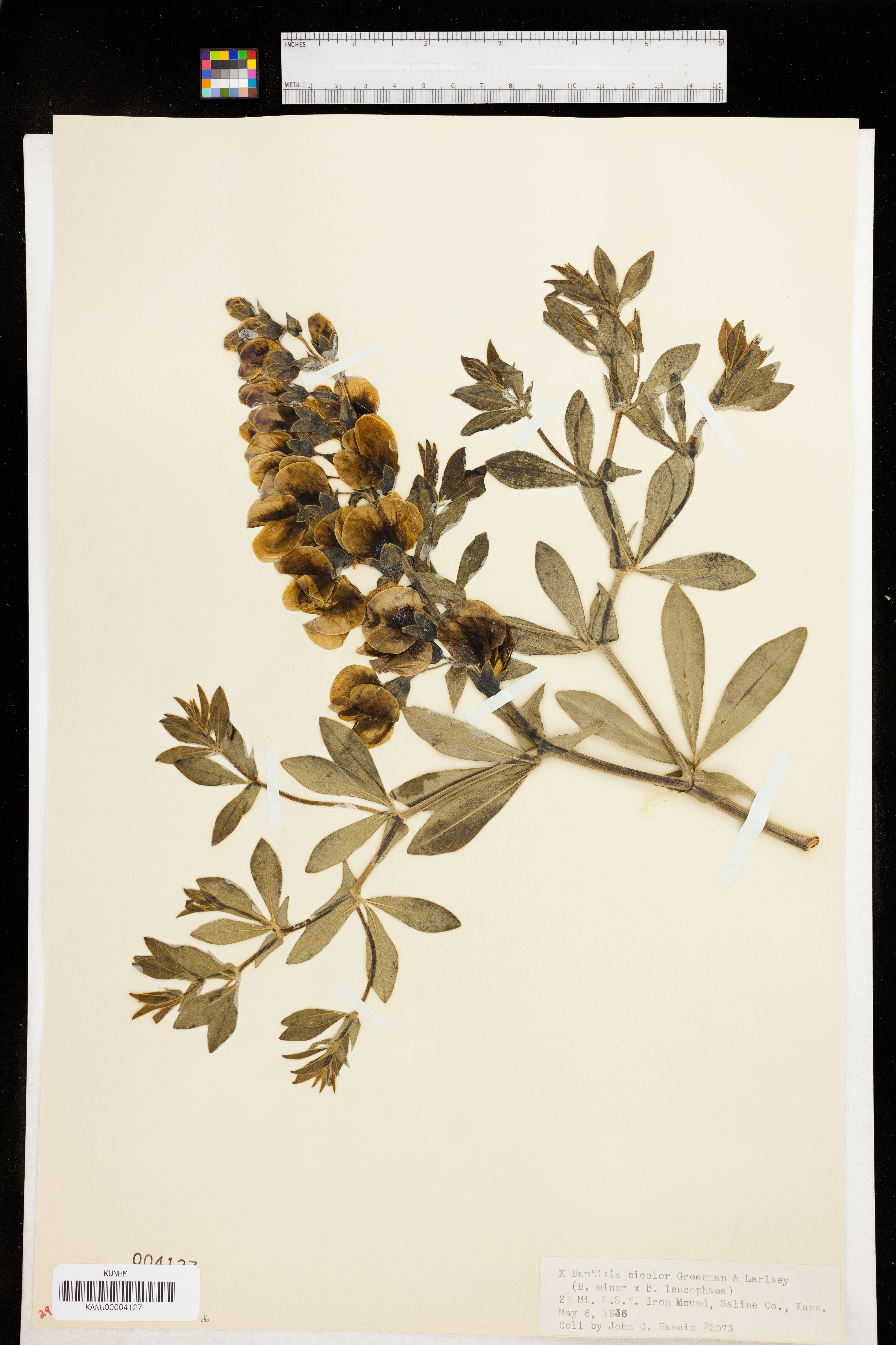 Baptisia bicolor image