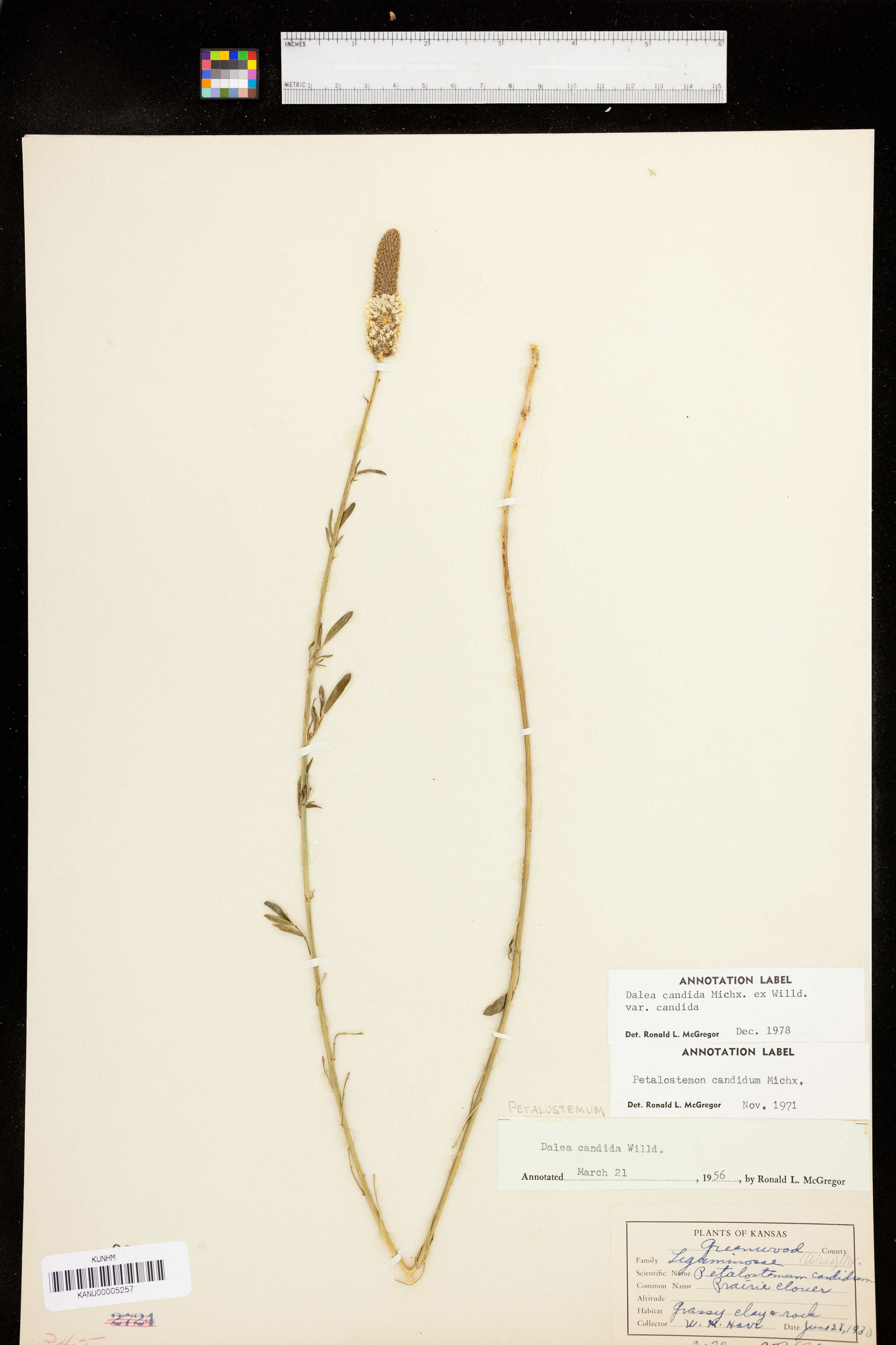 Dalea candida var. candida image