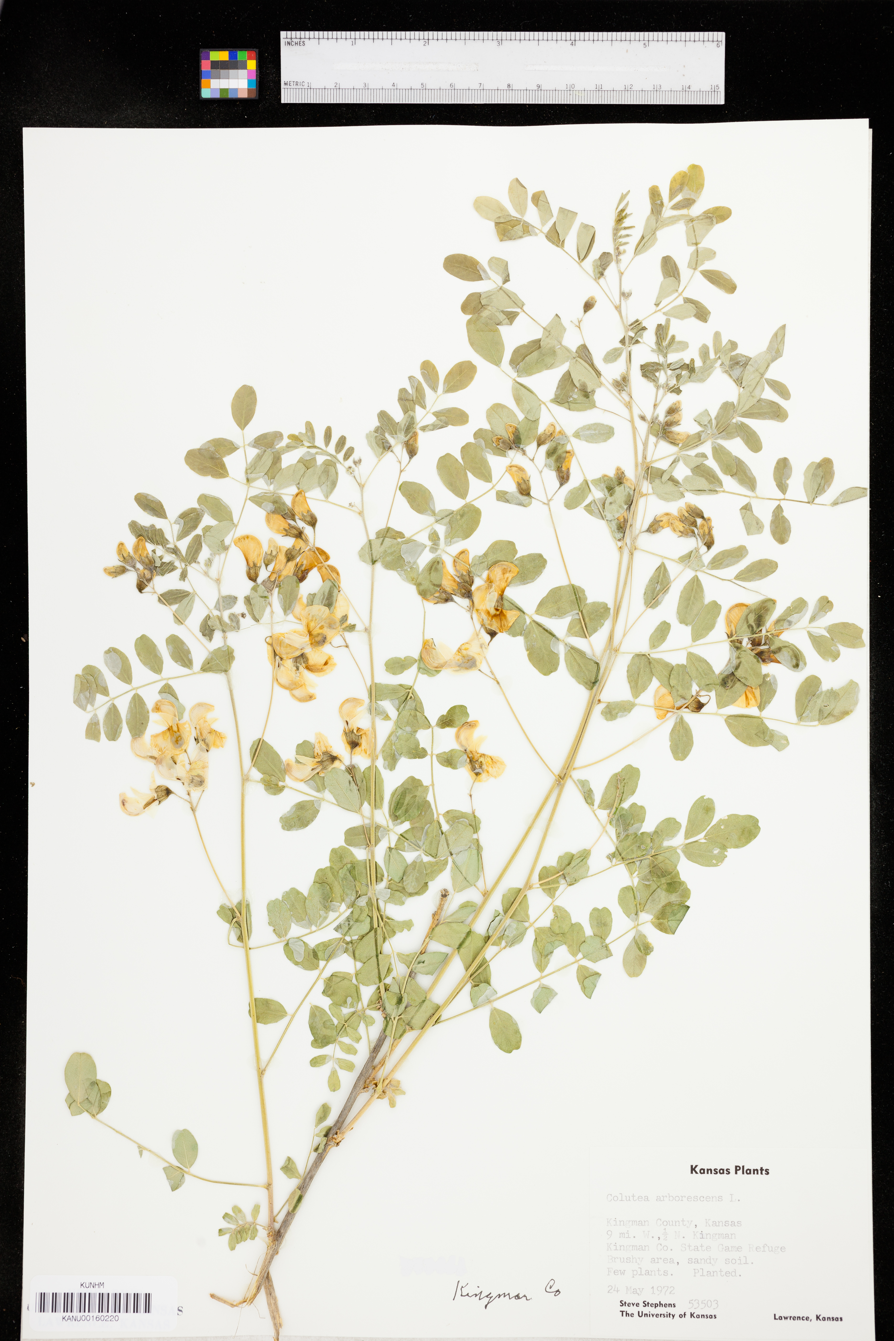 Colutea arborescens image