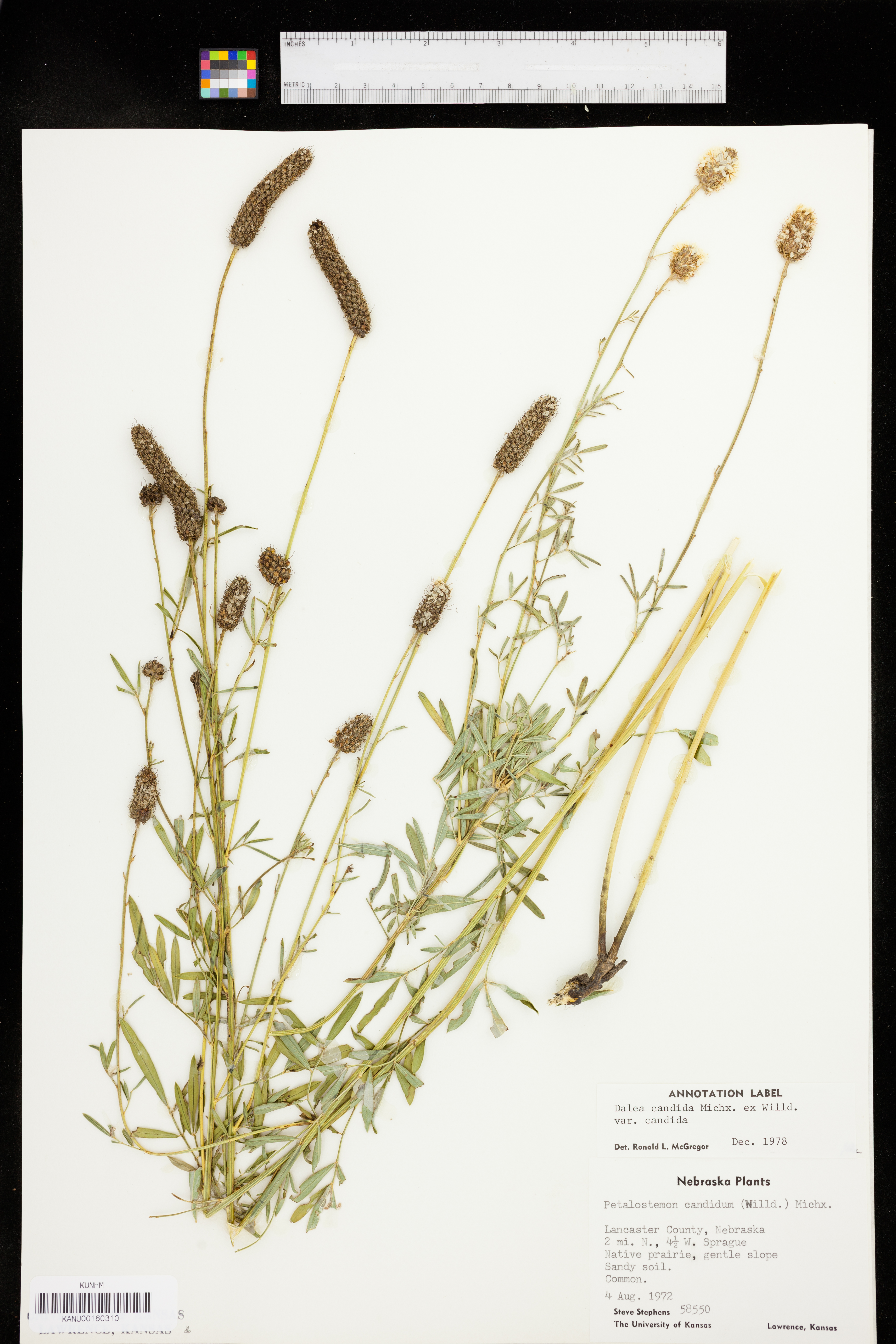 Dalea candida var. candida image
