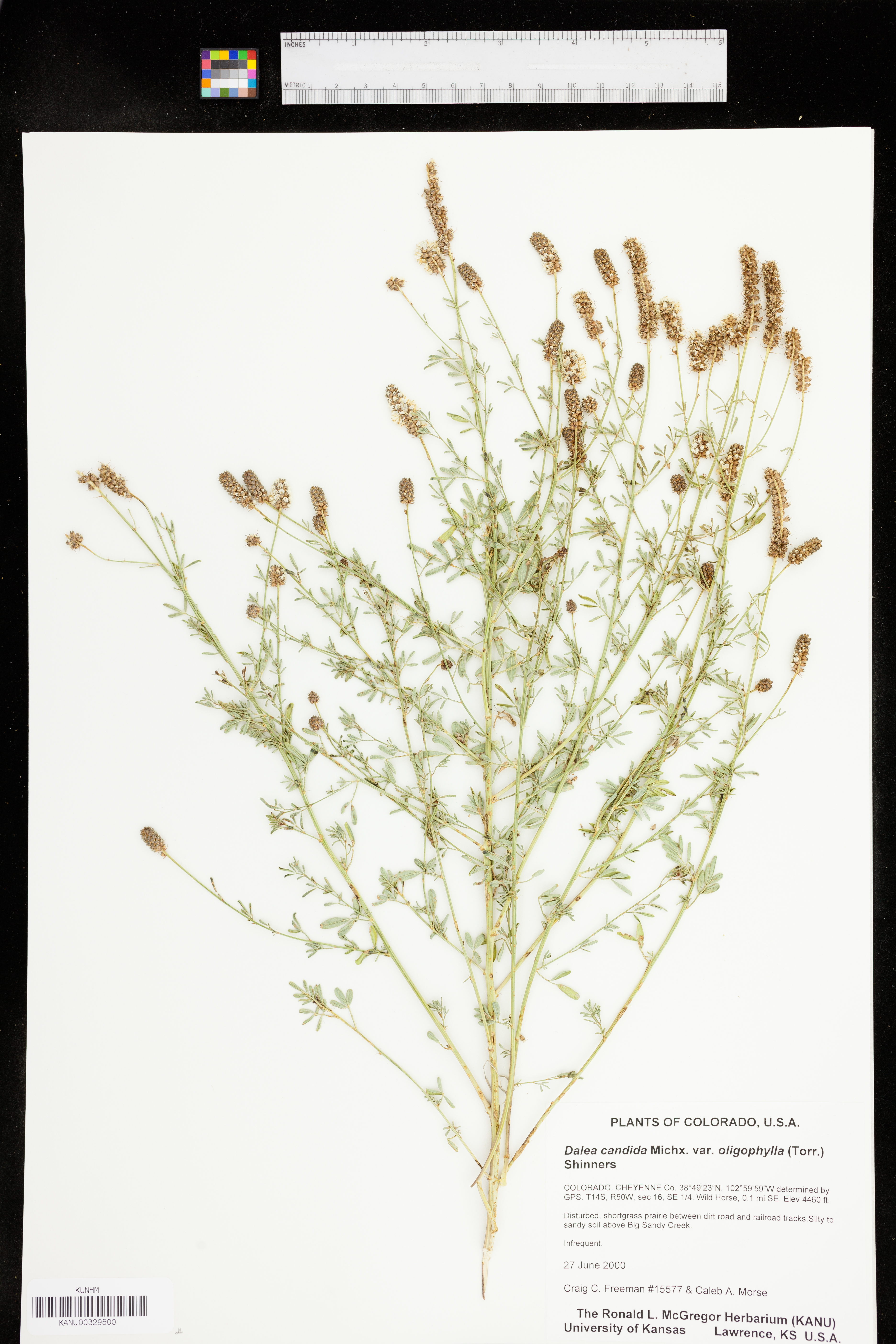 Dalea candida var. oligophylla image